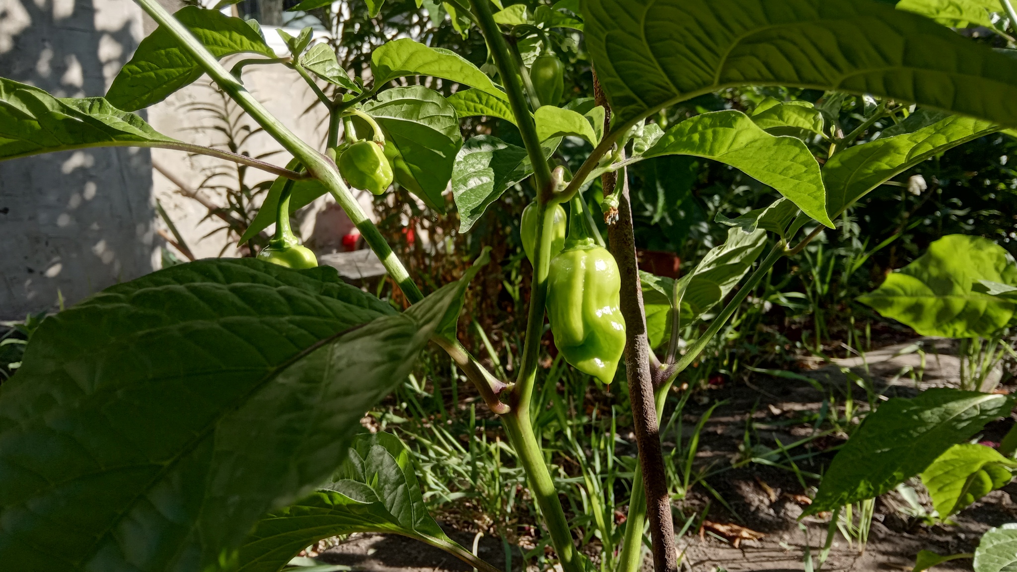 Post #7552667 - My, Hot peppers, Habanero, Xiaomi Redmi 6A, Pepper farming, Longpost
