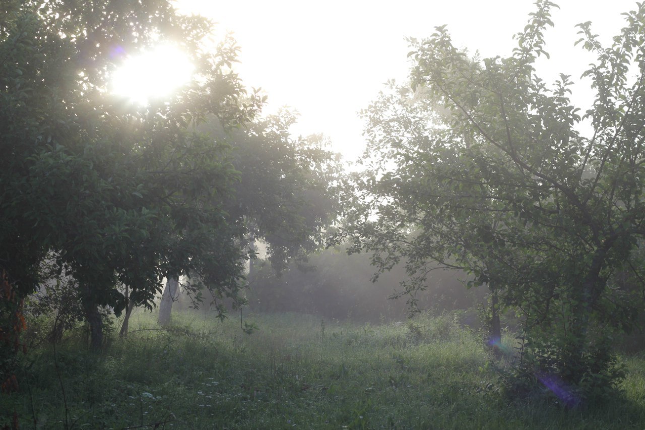 Morning in the village - My, Morning, Flowers, Beginning photographer, Longpost