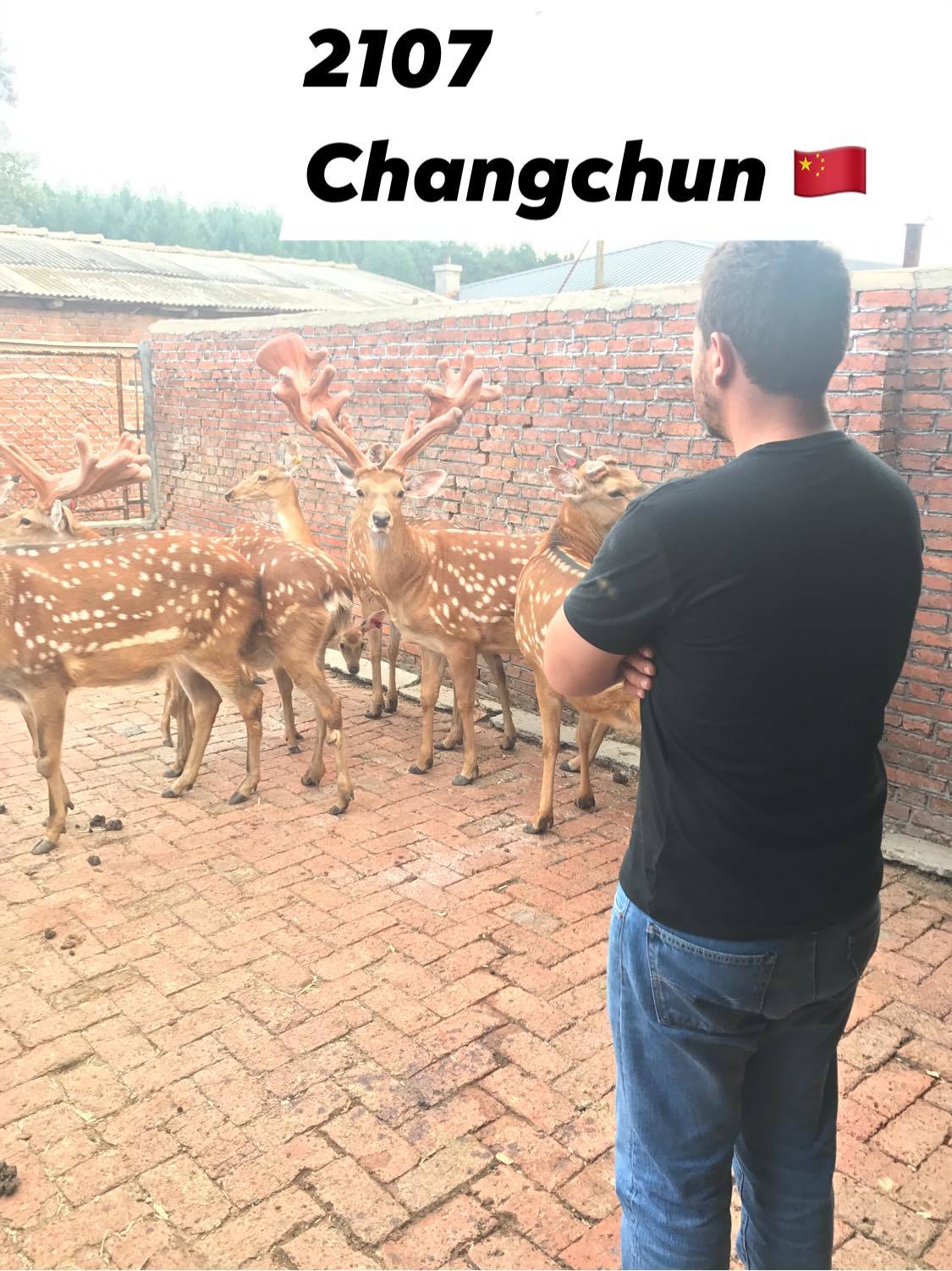 About feeding deer - My, Deer, Horns, Spotted deer, China, Feeding, Longpost