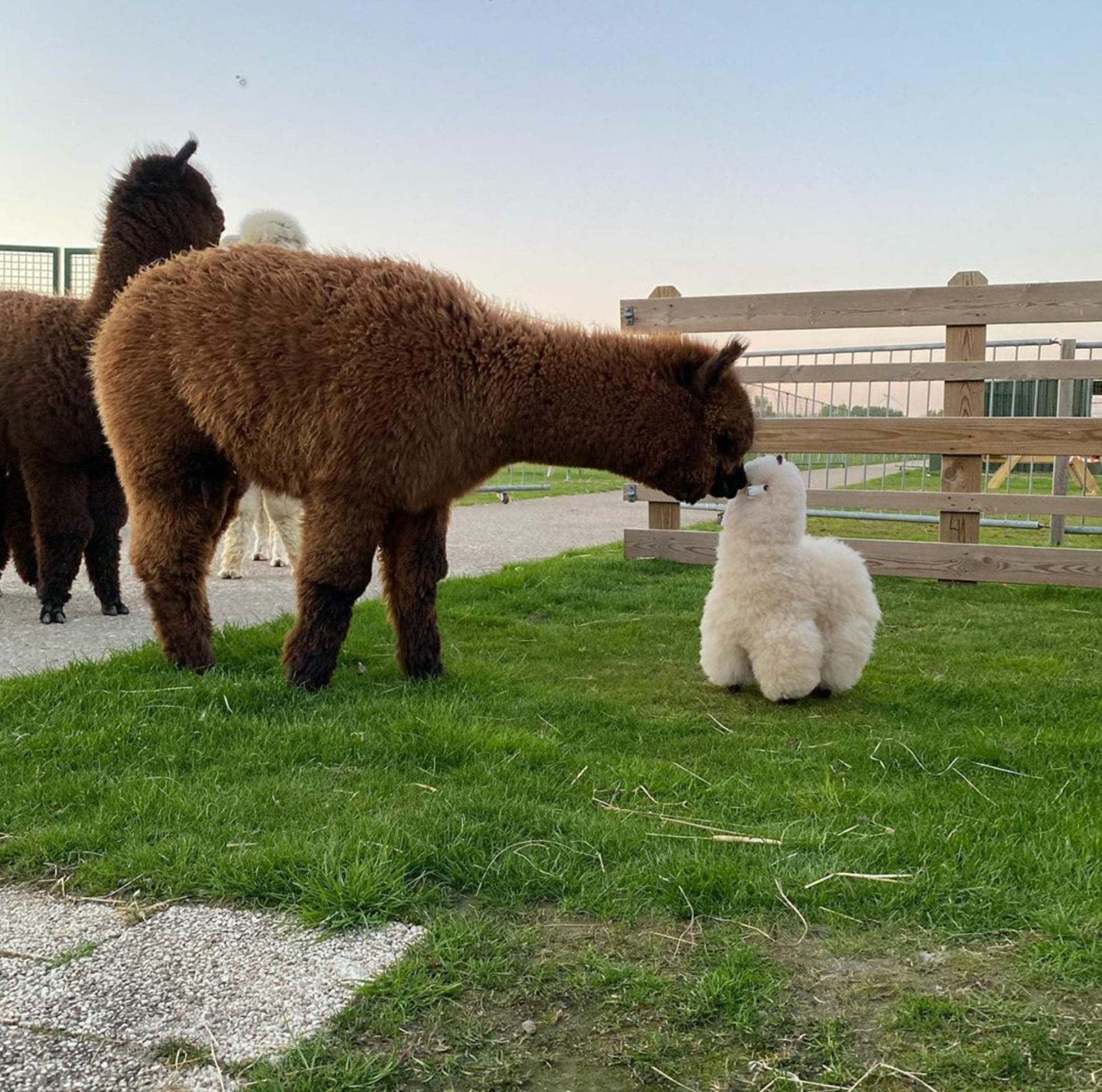 Day 33. The operation is going well, these alpacas still consider me their child. - The photo, Animals, Soft toy, Alpaca, Milota, Reddit