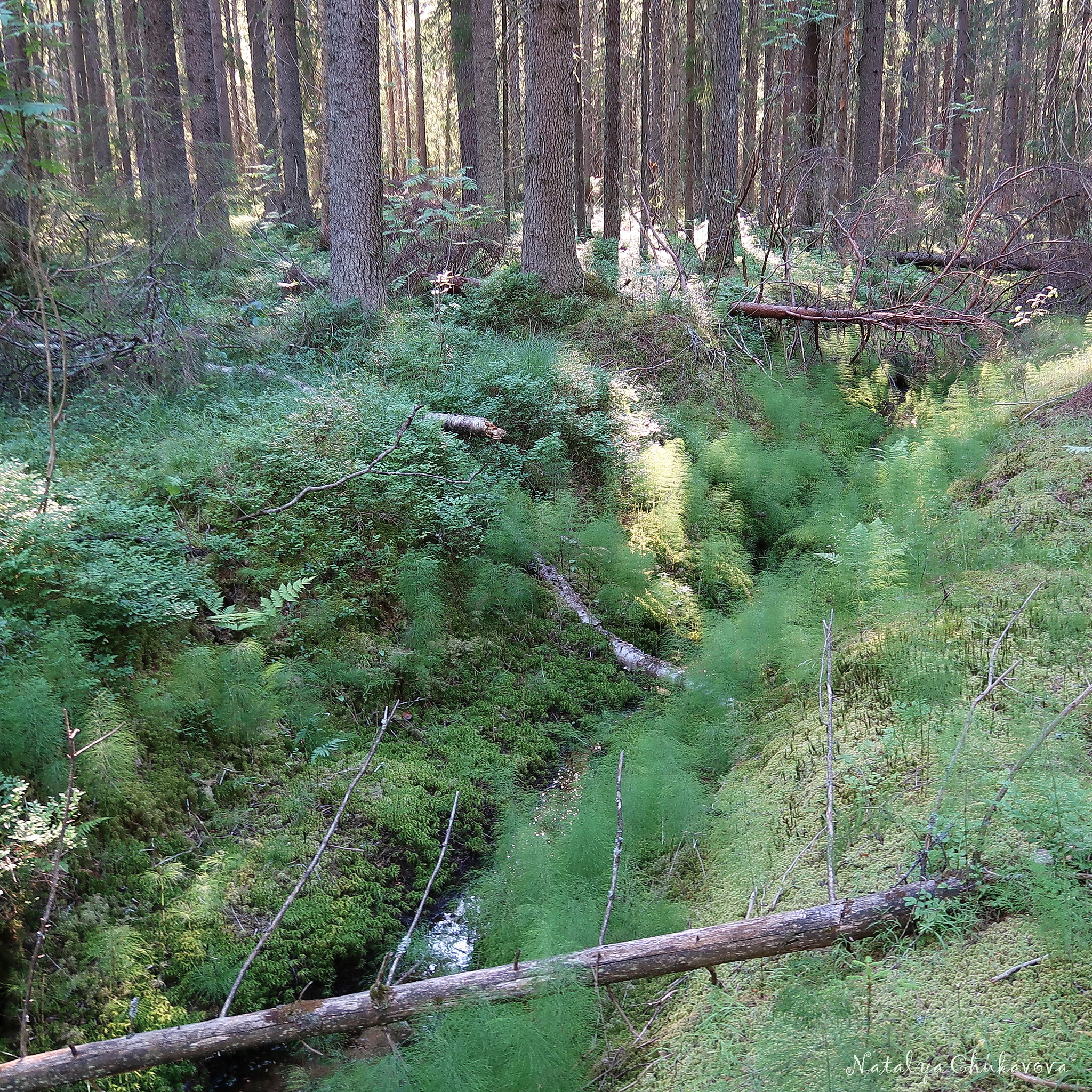 Quick run in the forest, Vyborg district, Leningrad region, June 28, 2020 - My, Mushrooms, Boletus, Mushroom season, Longpost