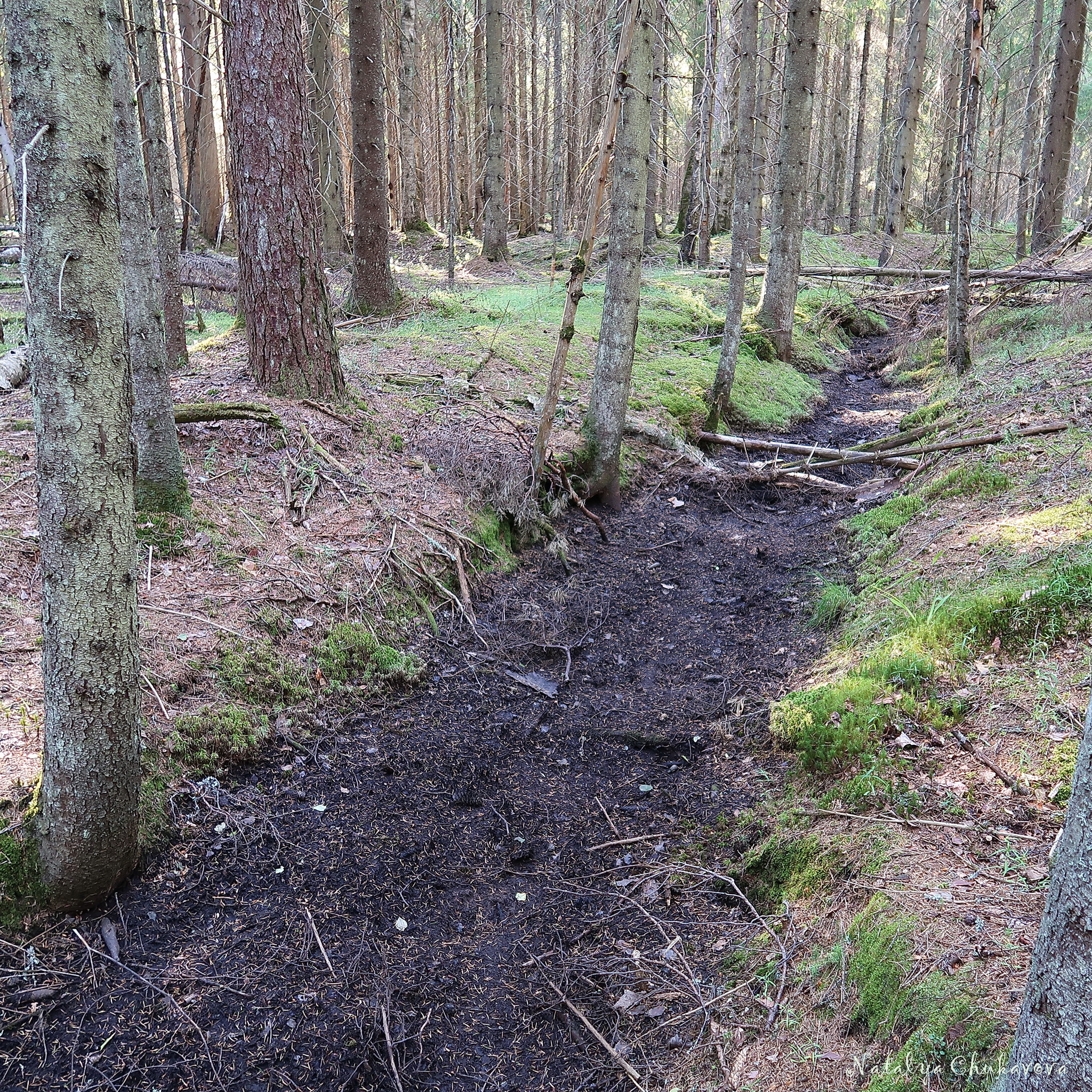 Quick run in the forest, Vyborg district, Leningrad region, June 28, 2020 - My, Mushrooms, Boletus, Mushroom season, Longpost