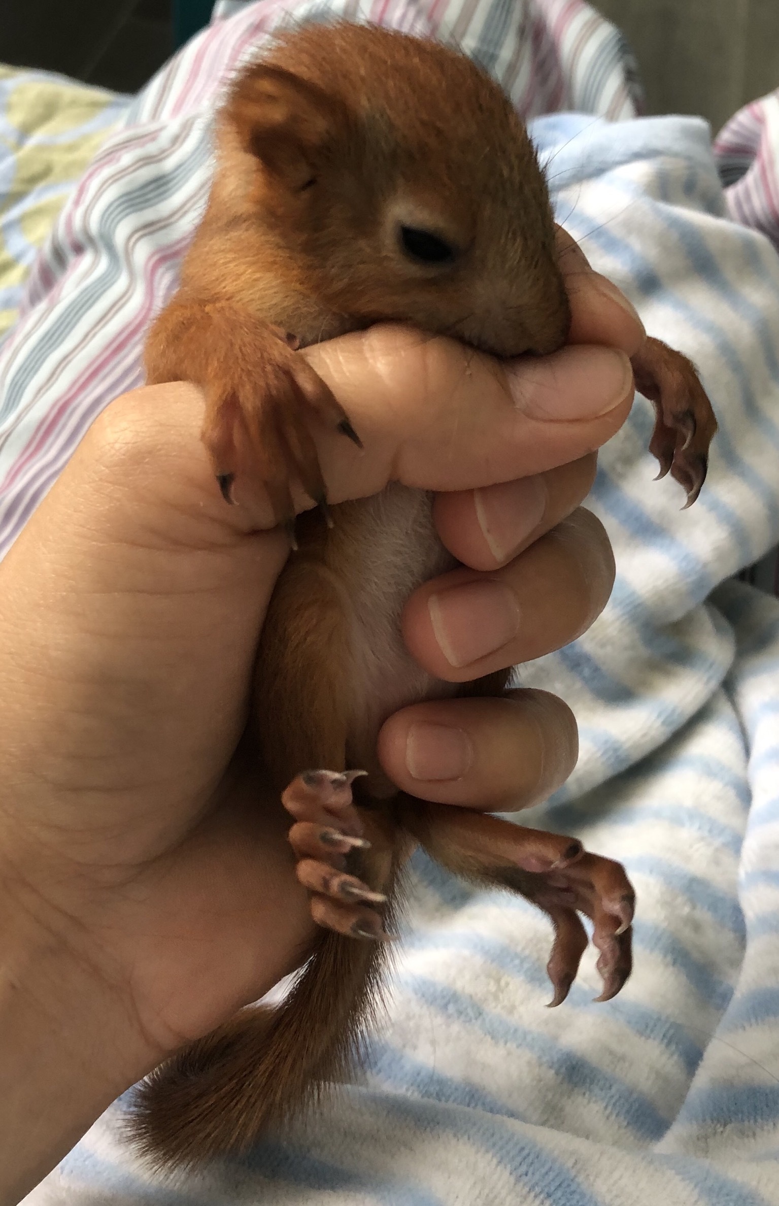 Belk Arseny. Part 2 - My, Squirrel, Feeding, Foundling, Longpost, Animals