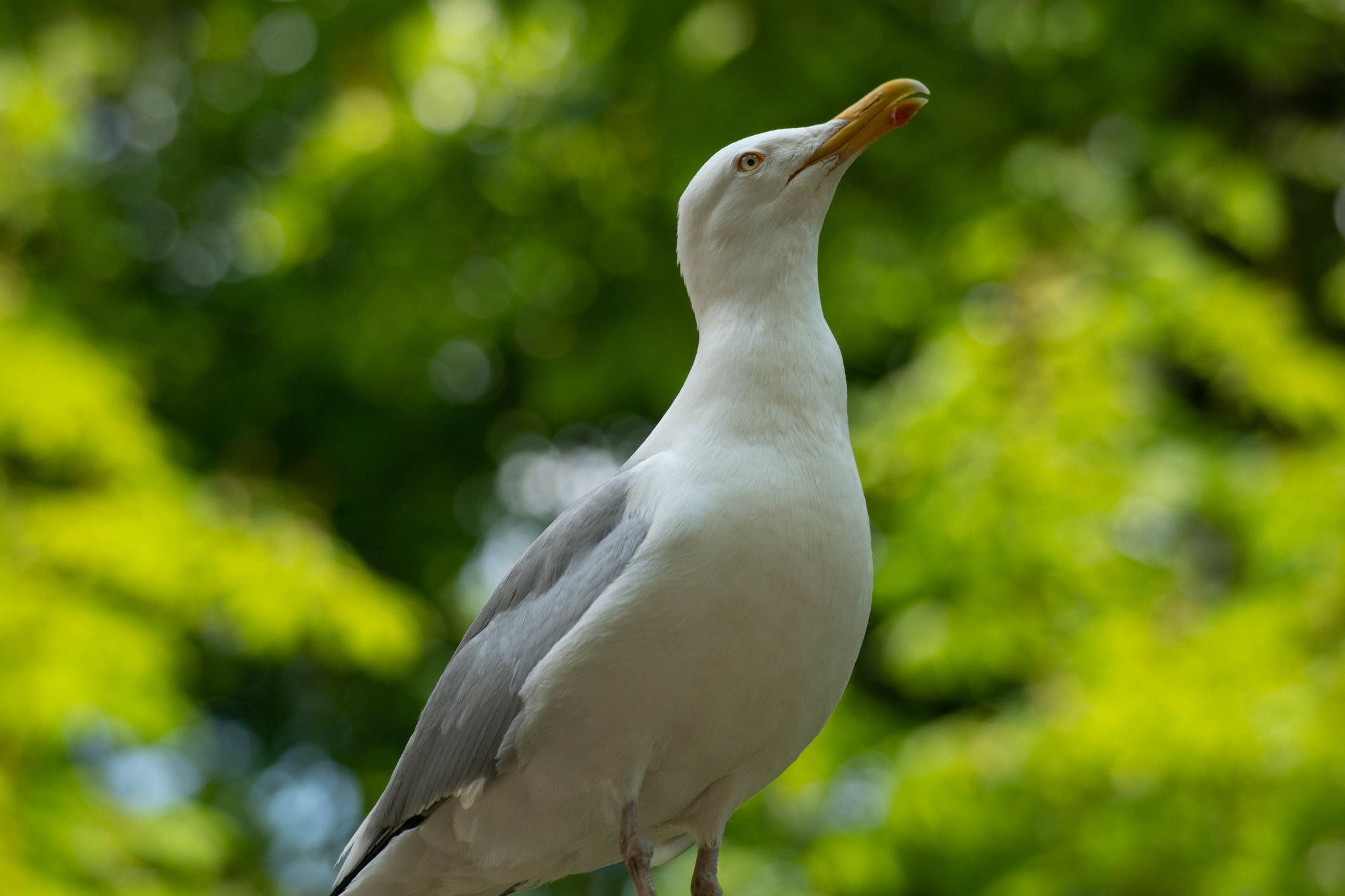 Kaliningrad Zoo - My, Kaliningrad Zoo, The photo, Animals, Longpost