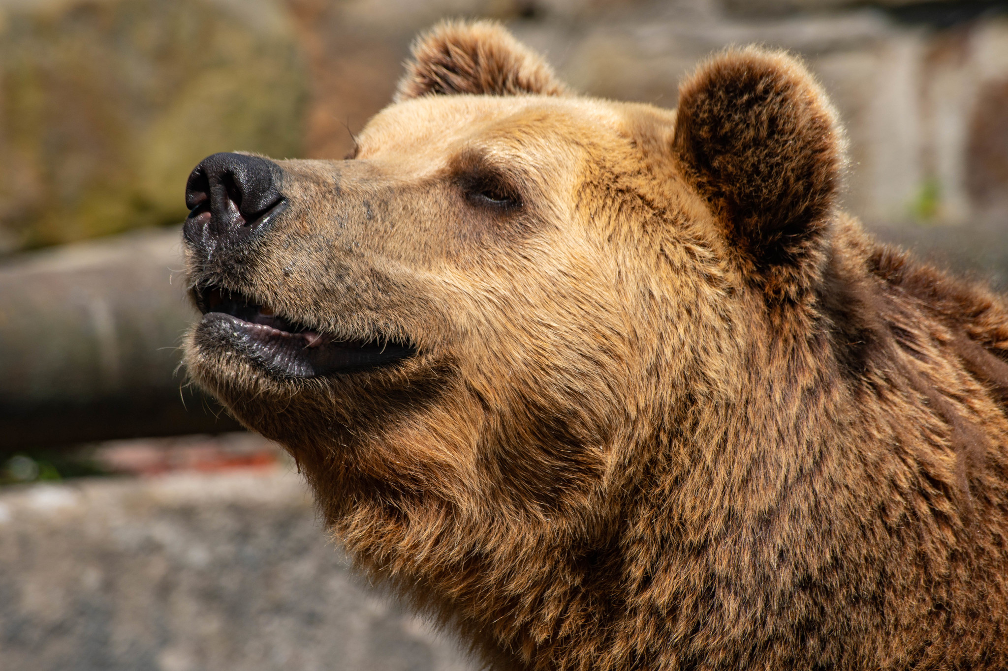 Kaliningrad Zoo - My, Kaliningrad Zoo, The photo, Animals, Longpost