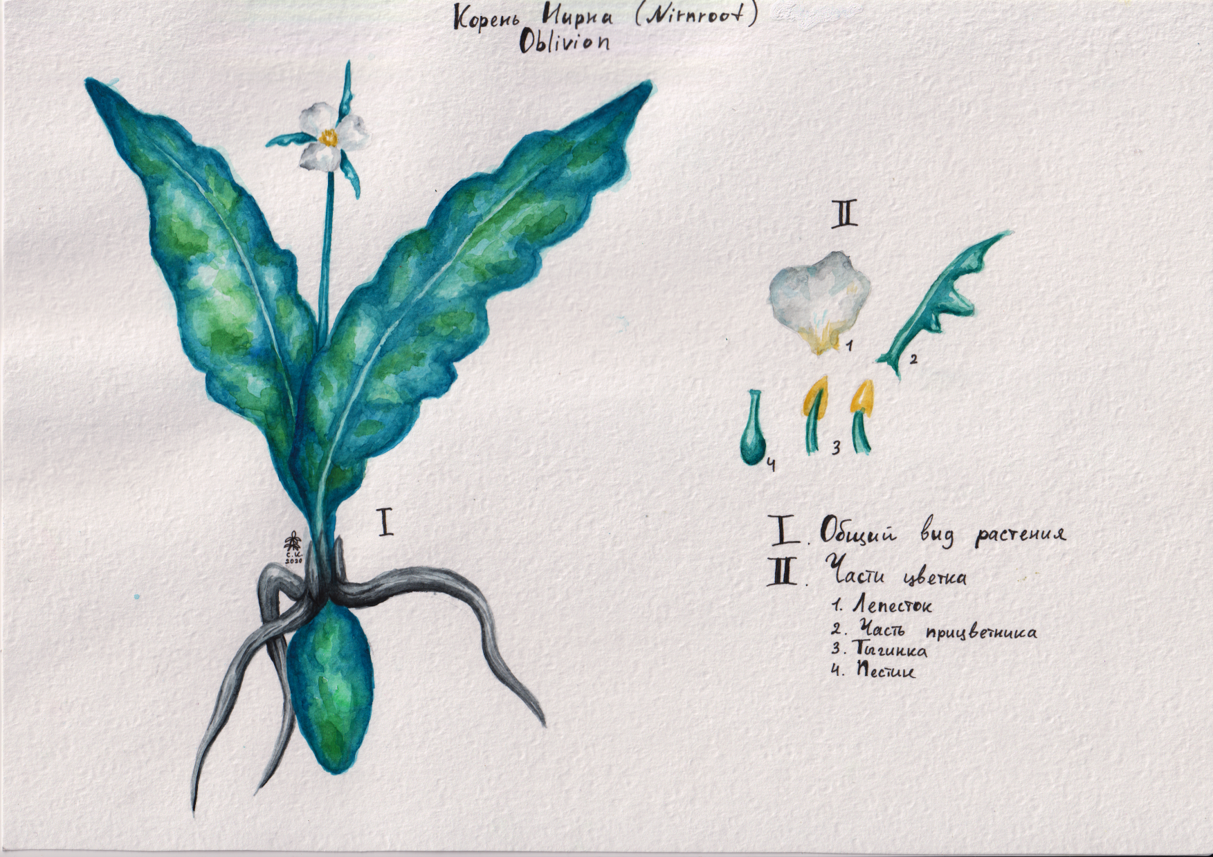 Botanical illustrations of Tamriel - My, Drawing, Watercolor, The Elder Scrolls V: Skyrim, Skyrim, The elder scrolls, The Elder Scrolls IV: Oblivion, Longpost