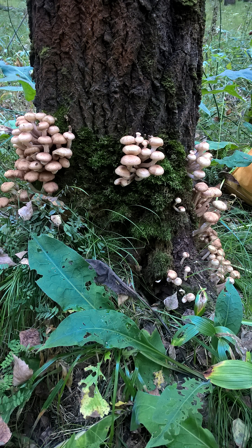 Mushroom walk - My, Mobile photography, Mushrooms, Honey mushrooms, Forest, Longpost