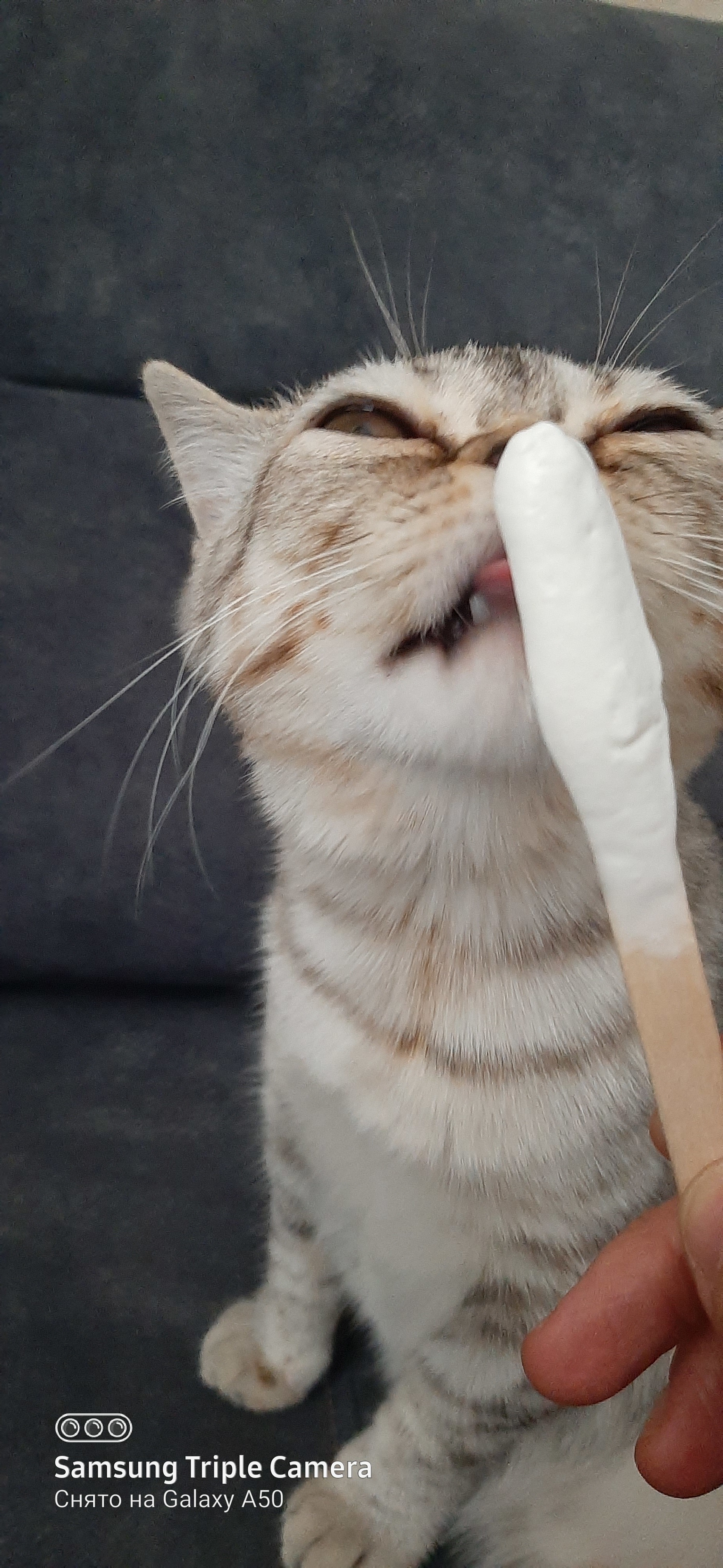 My cat loves ice cream - My, Animals, Ice cream, Longpost, cat