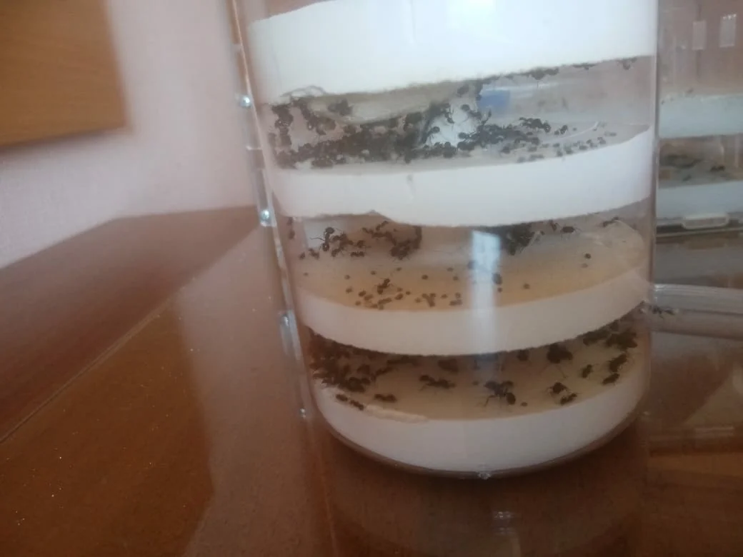 DIY formicarium for ants Tower type - My, Ants, With your own hands, Formicaria, Messor Structor, Longpost