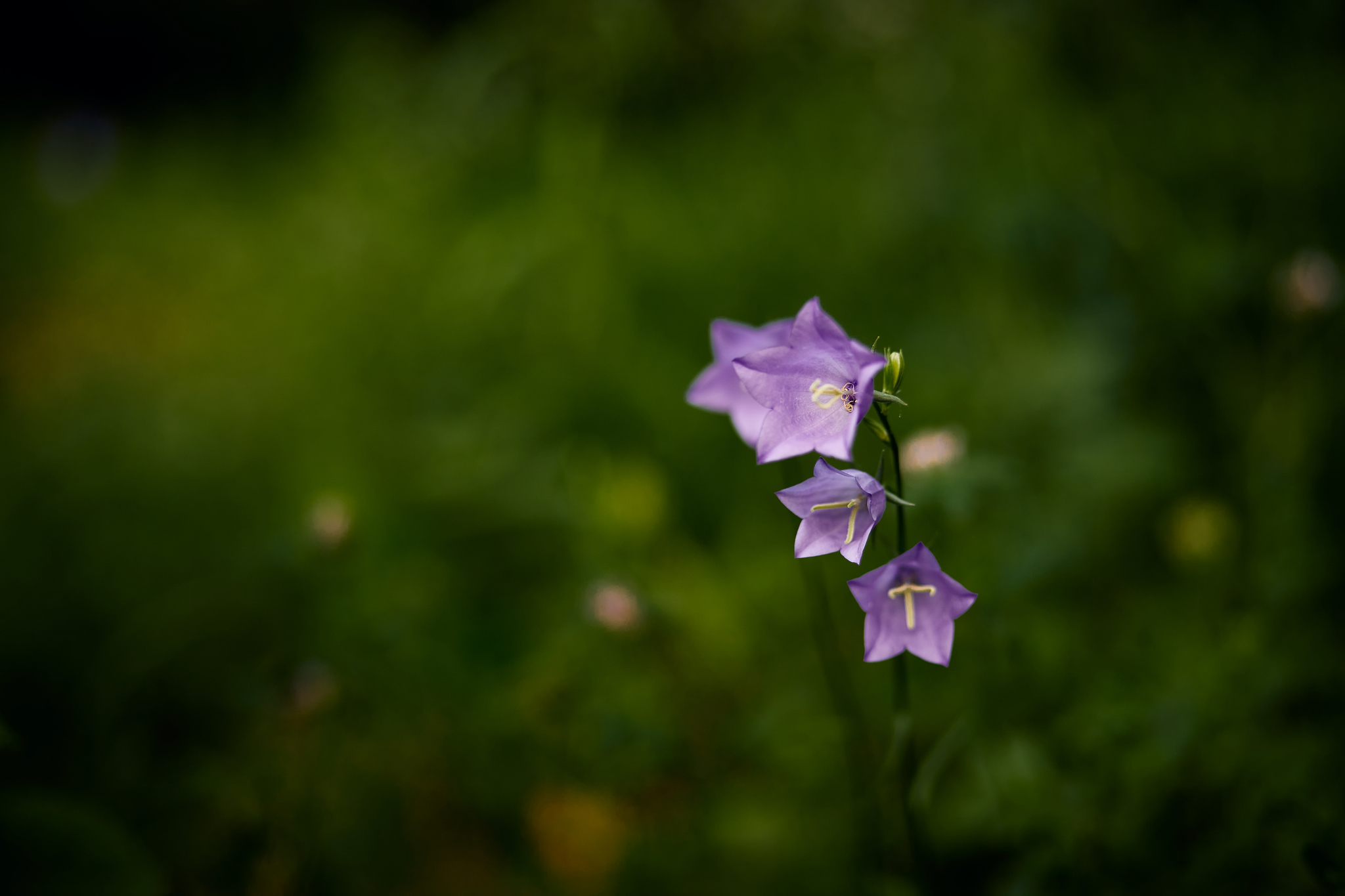 Morning walk - My, The photo, Walk, Nature, Flowers, Strawberry (plant), Forest, Butterfly, Longpost