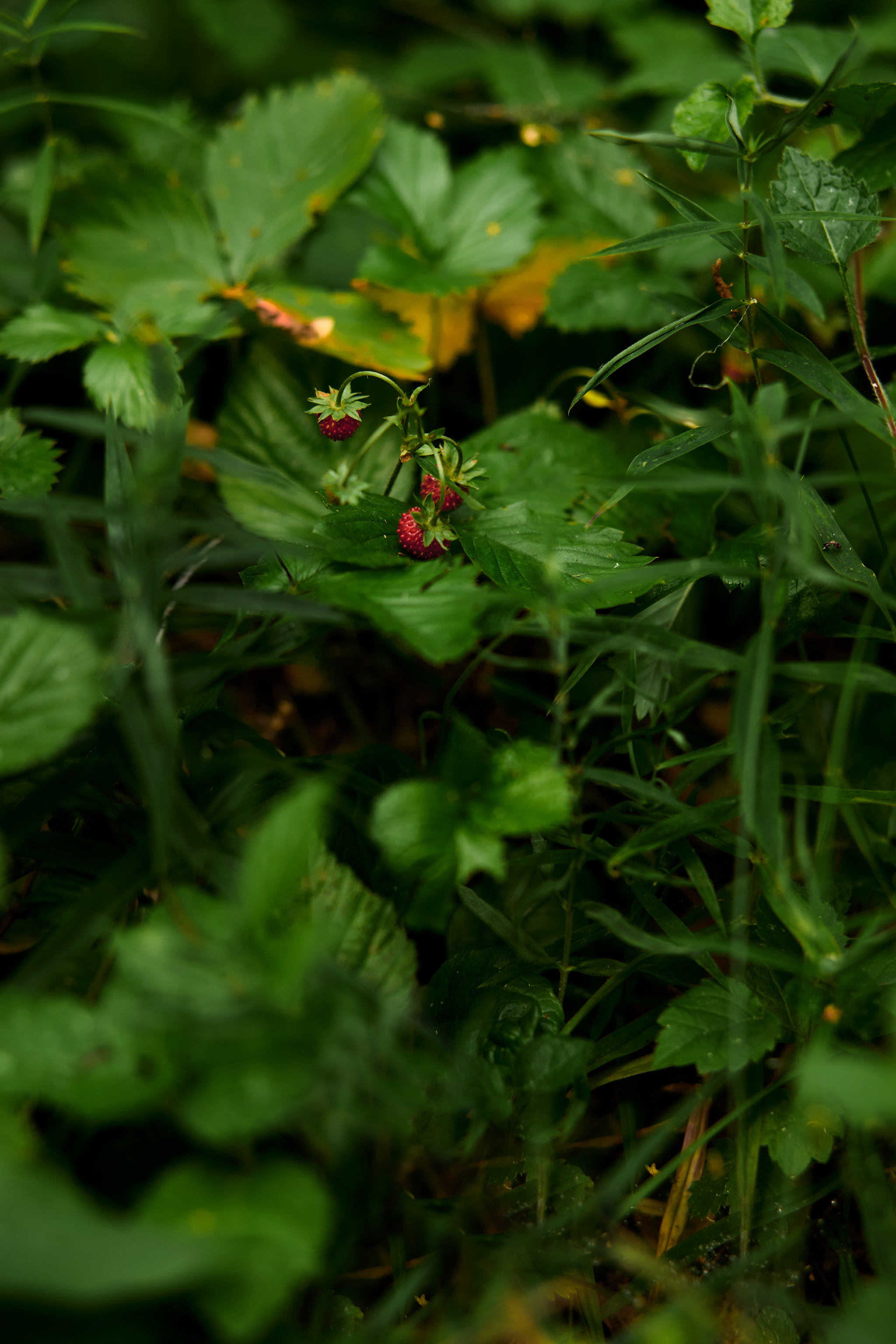 Morning walk - My, The photo, Walk, Nature, Flowers, Strawberry (plant), Forest, Butterfly, Longpost