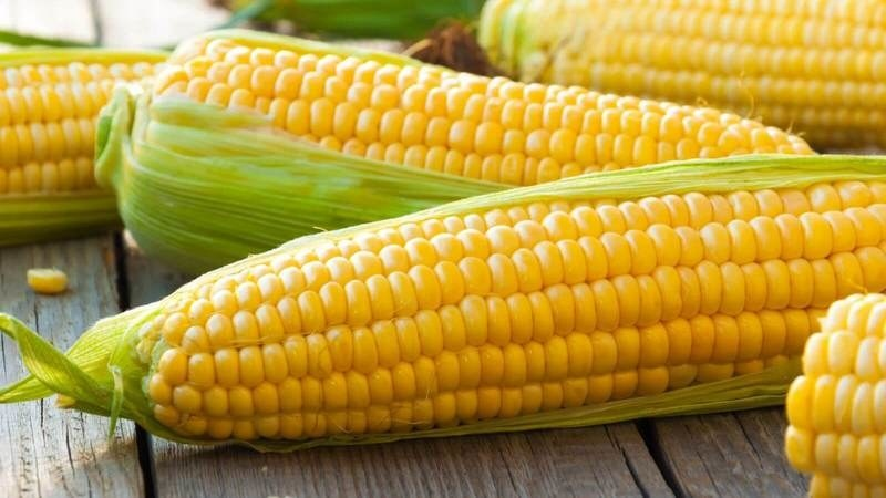 Corn - Corn, The photo, Cop, Longpost