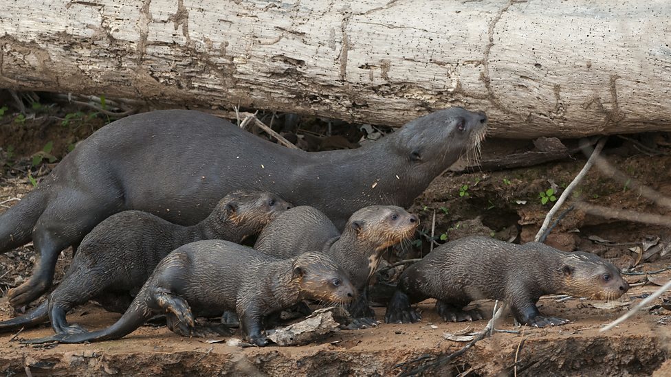 Fear and Terror of the Amazon - My, Otter, Animals, wildlife, Nature, Zoology, League of biologists, Longpost