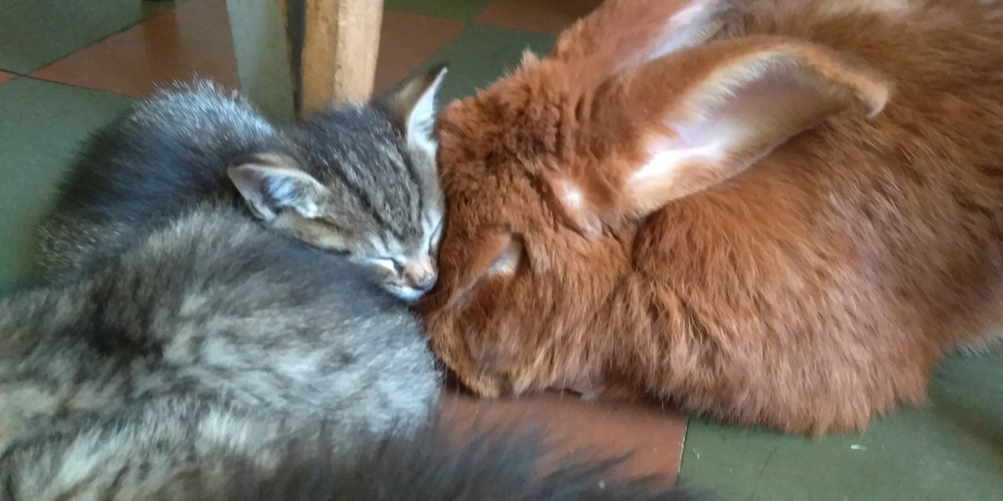 My loaf is big-eared - My, Pets, Rabbit, Animals, Longpost