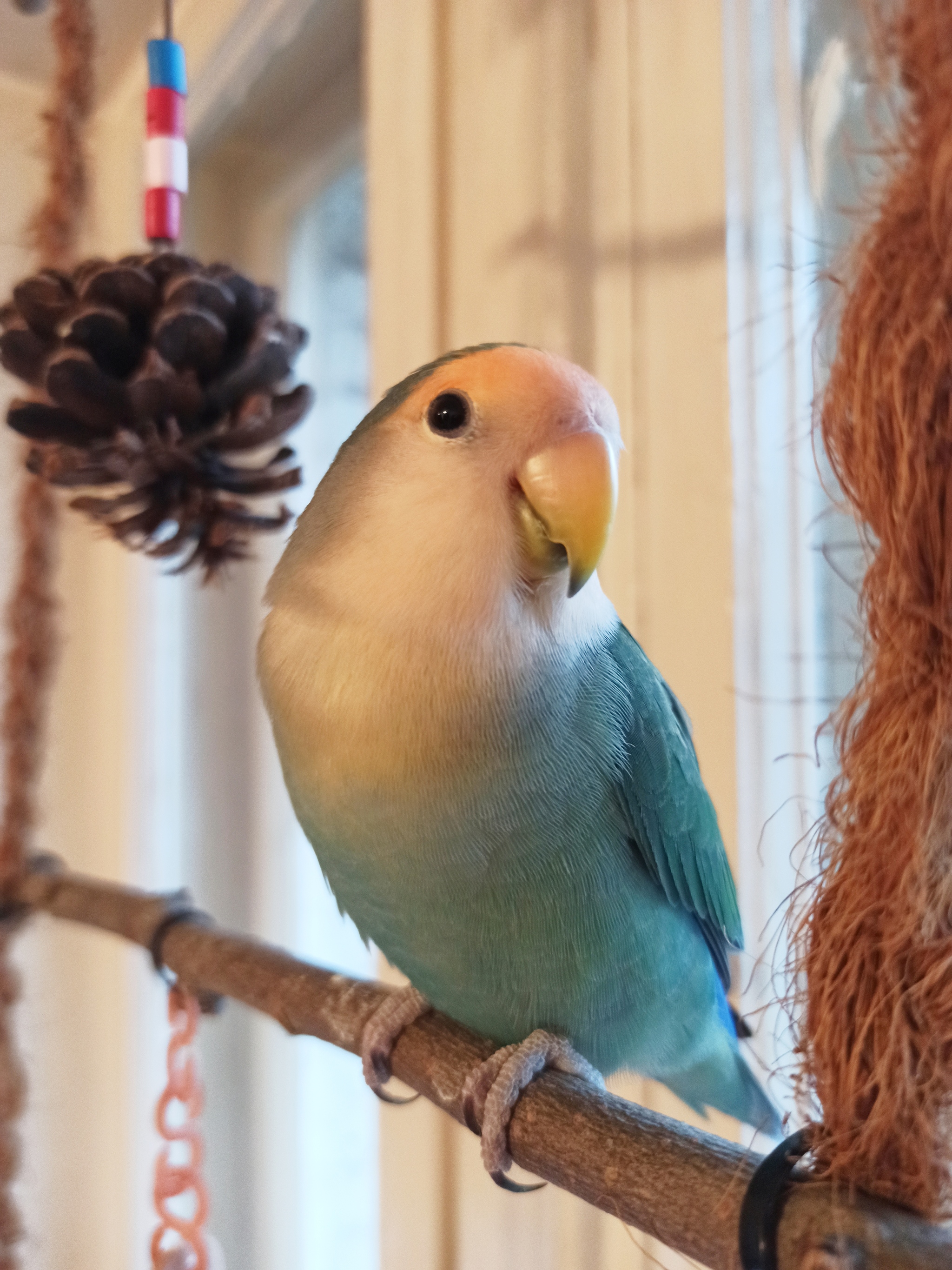 How are Khokha and Totosha doing? - My, Birds, A parrot, Totosh's parrot, Lovebirds, Rose-cheeked lovebird, Pets, Longpost