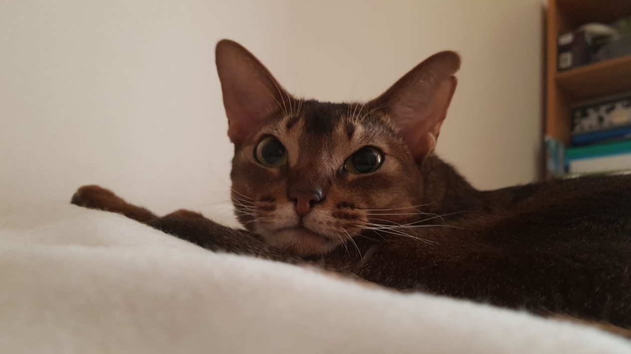 Bored - My, cat, Abyssinian cat, Longpost