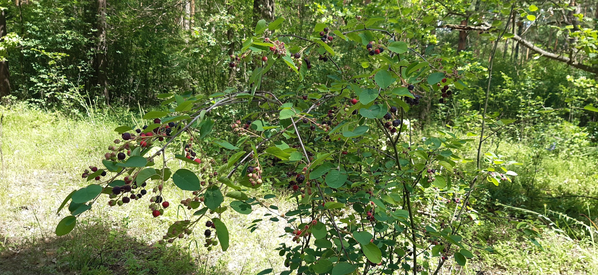 Travels through the forests of the black earth region #2 - My, Forest, Chernozemye, Travels, Berries, Жуки, Insects, Longpost