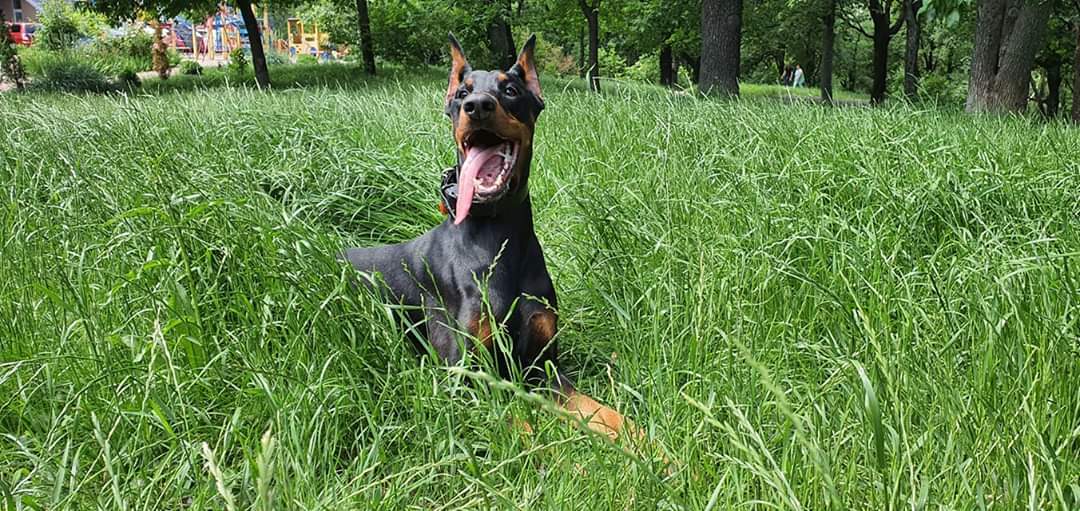 Kolobochek - My, Dog, Doberman, Animals