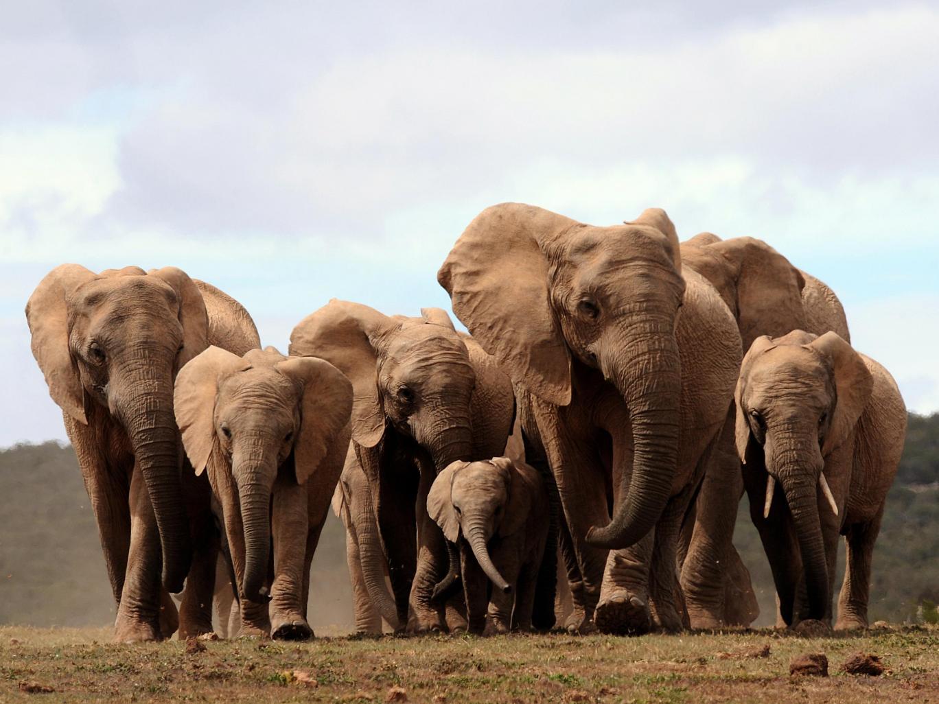 Hundreds of elephants have died mysteriously in a month in Africa - news, Death, Elephants, Animals, Epidemic, Poisoning, Africa, Nature, Longpost