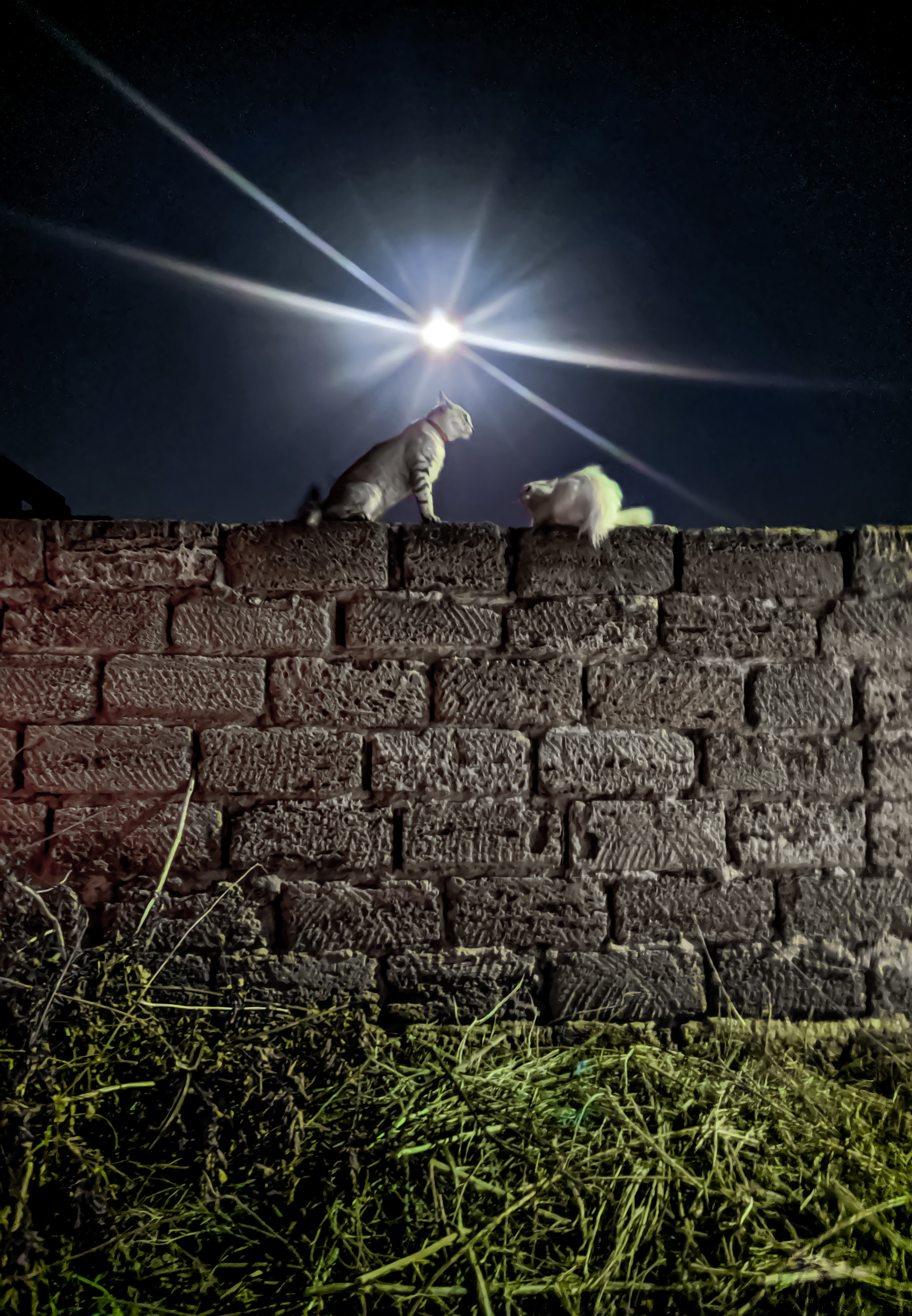 Date under the moon - My, Photo on sneaker, Date, Lightroom, Animals, cat