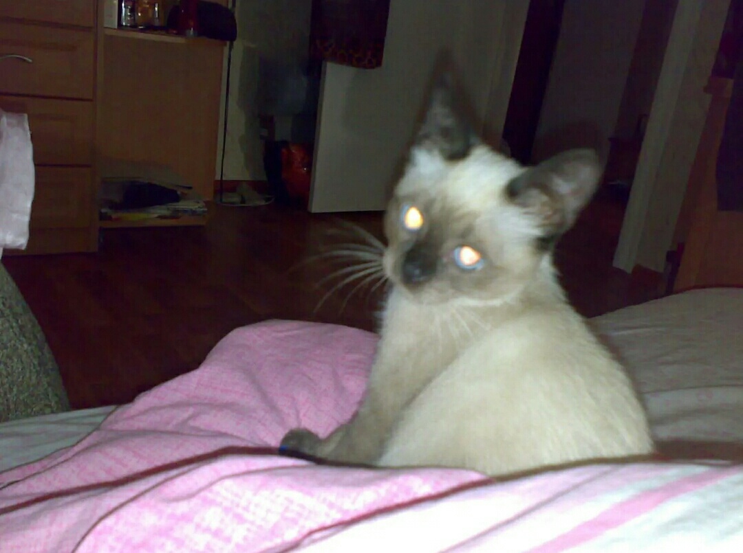 My Asya - My, Kindness, Story, Siamese cat, Longpost, cat, Pets