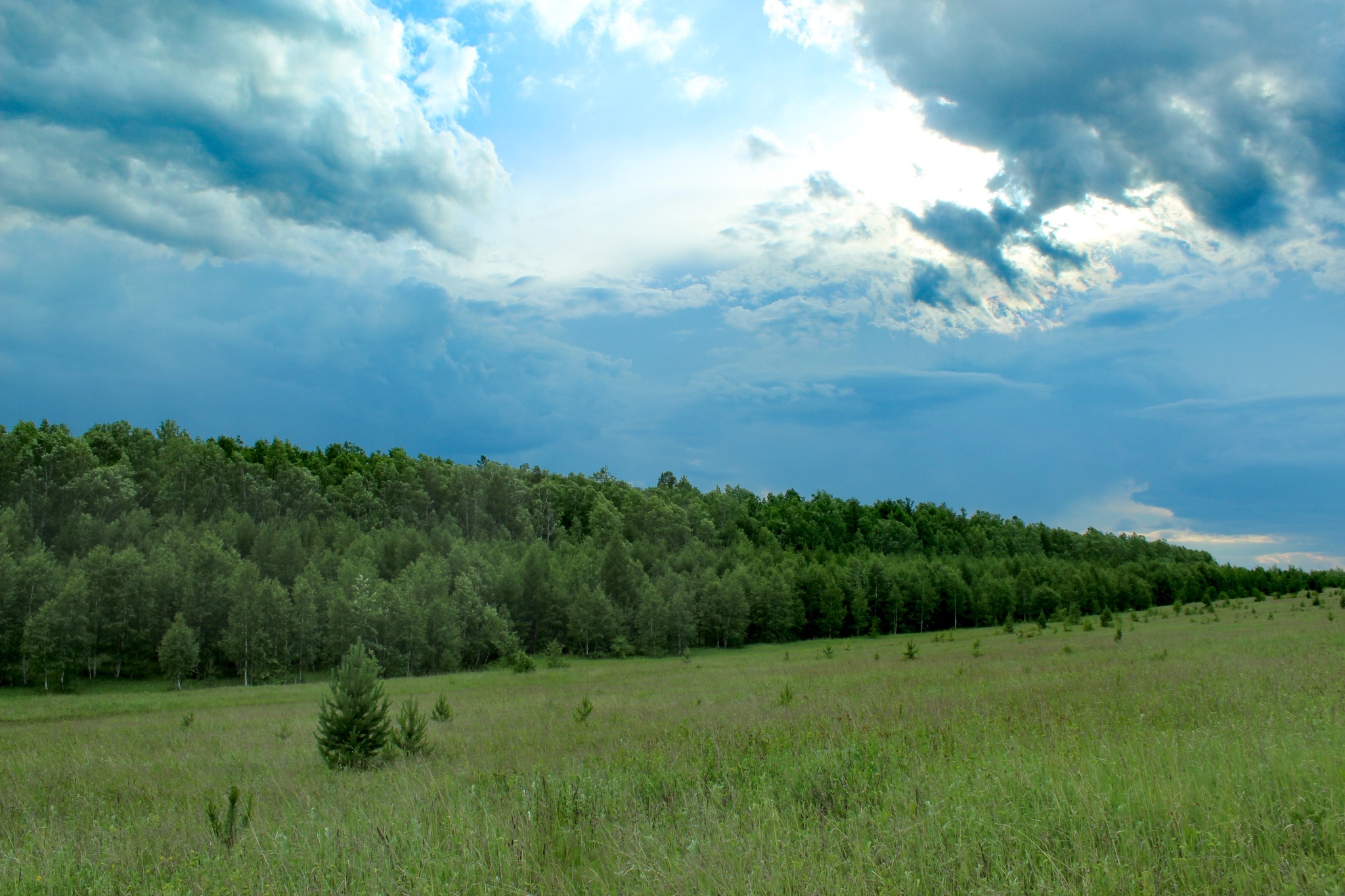 Photo - My, Beginning photographer, The photo, Insects, Nature, Plants, Landscape, Sky, Longpost