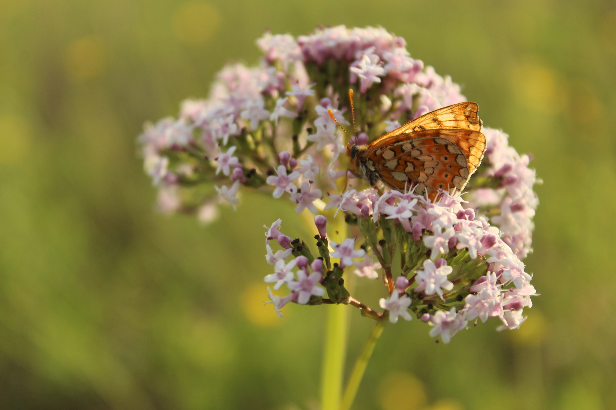 Photo - My, Beginning photographer, The photo, Insects, Nature, Plants, Landscape, Sky, Longpost