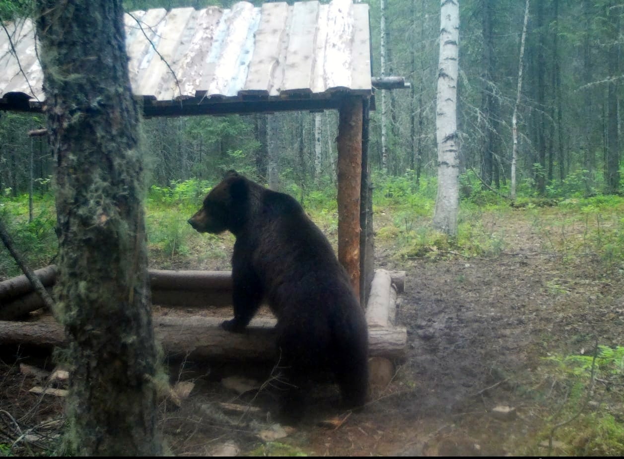 ..но пришли медведи - Моё, Медведи, Природа, Дикие животные, Длиннопост