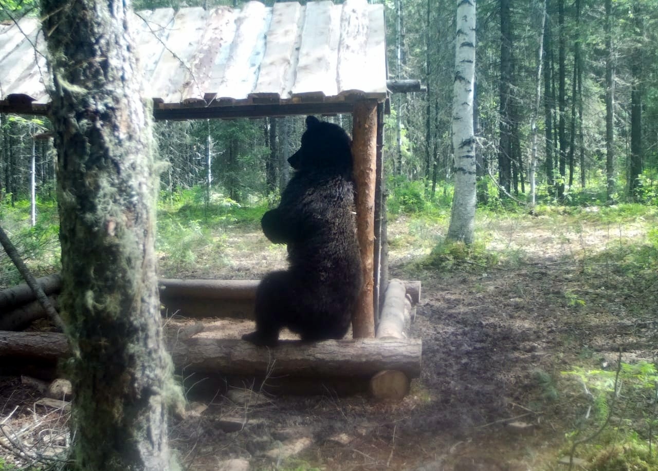 ..но пришли медведи - Моё, Медведи, Природа, Дикие животные, Длиннопост