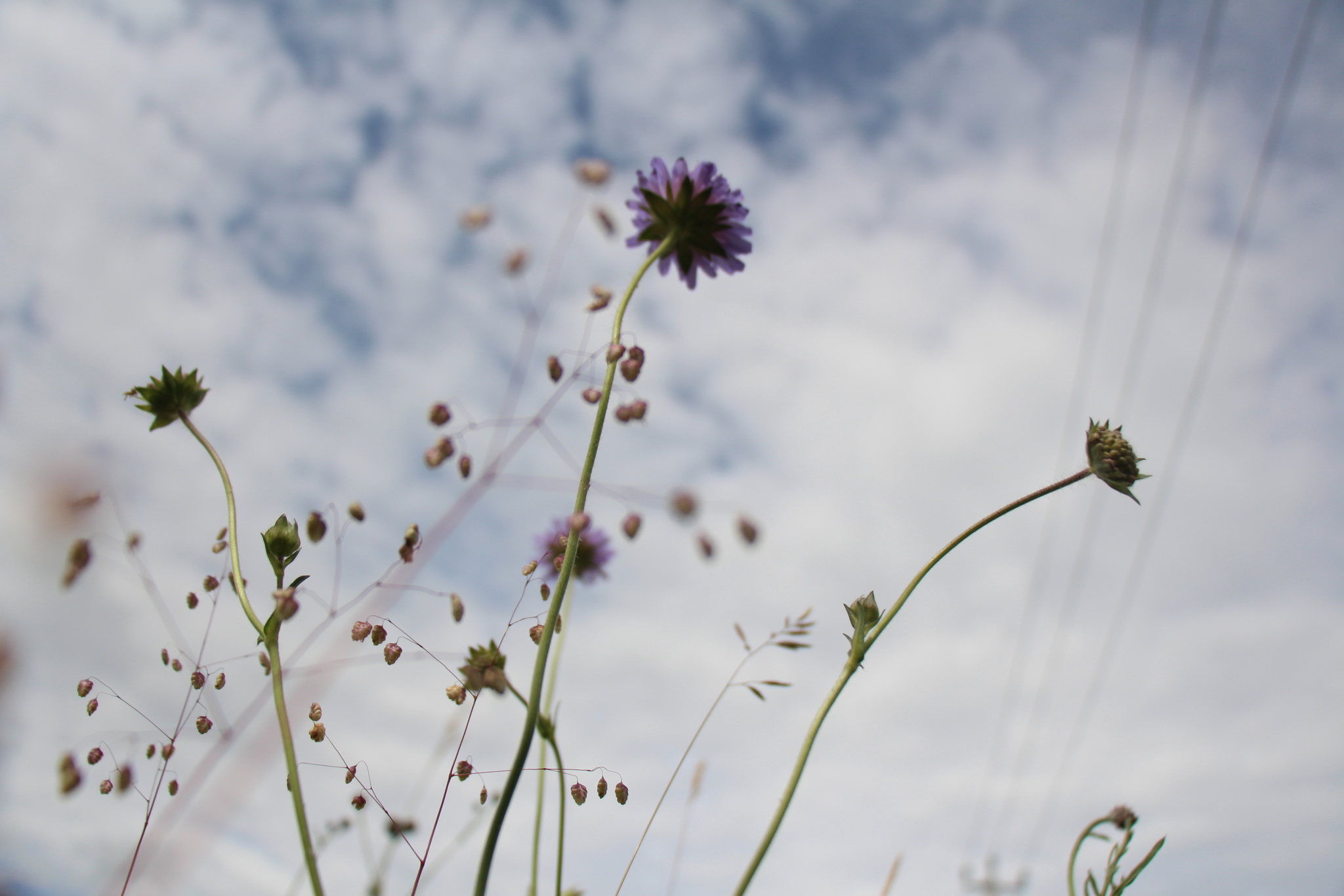 Flowers. The view is not from there - My, The photo, Wildflowers, Experiment, Longpost