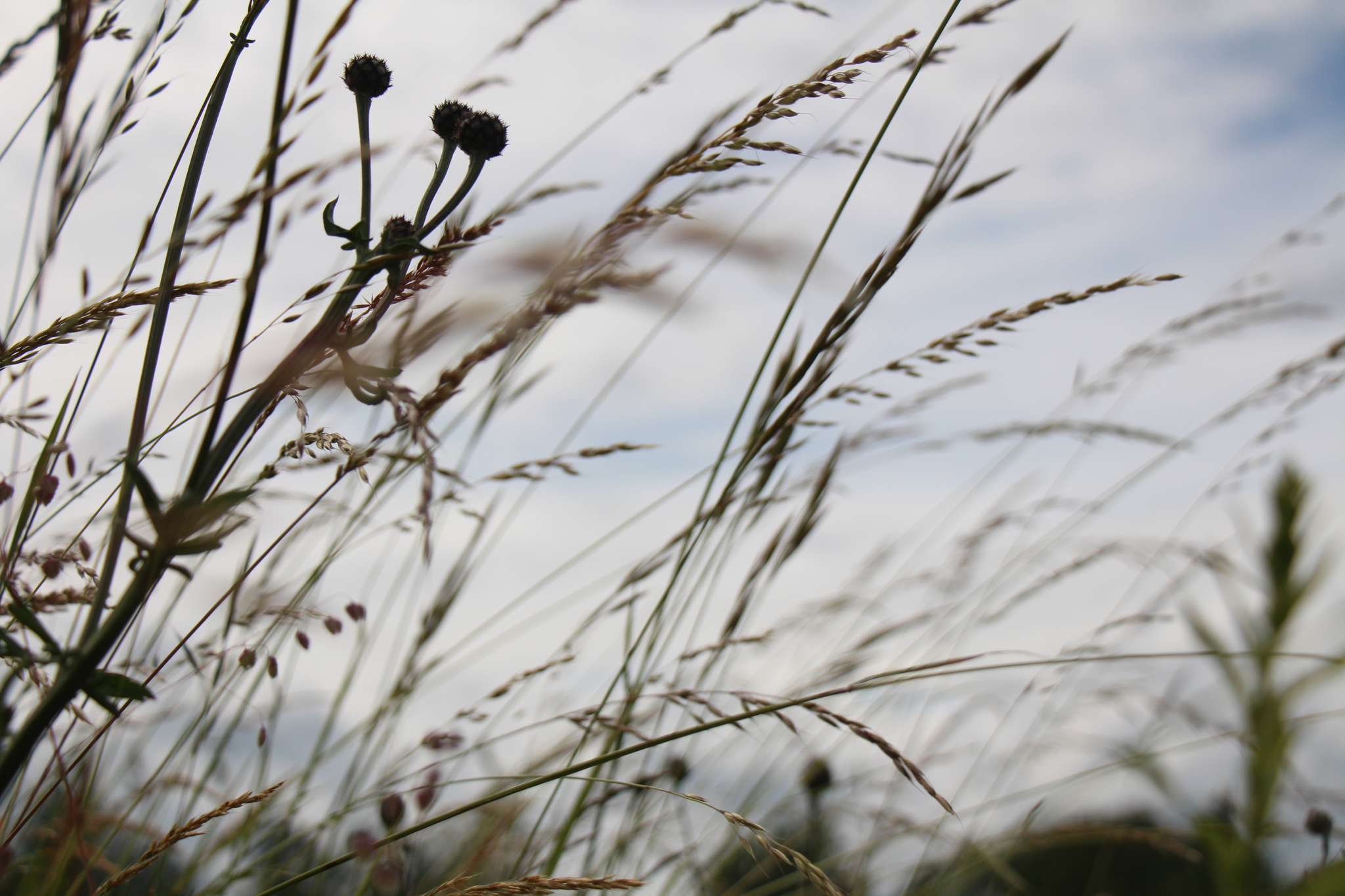 Flowers. The view is not from there - My, The photo, Wildflowers, Experiment, Longpost