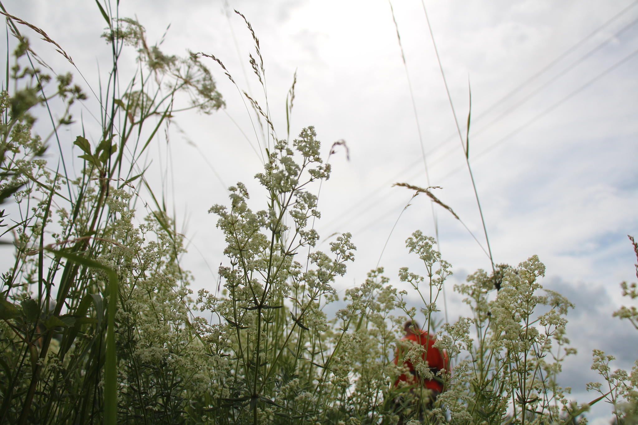 Flowers. The view is not from there - My, The photo, Wildflowers, Experiment, Longpost