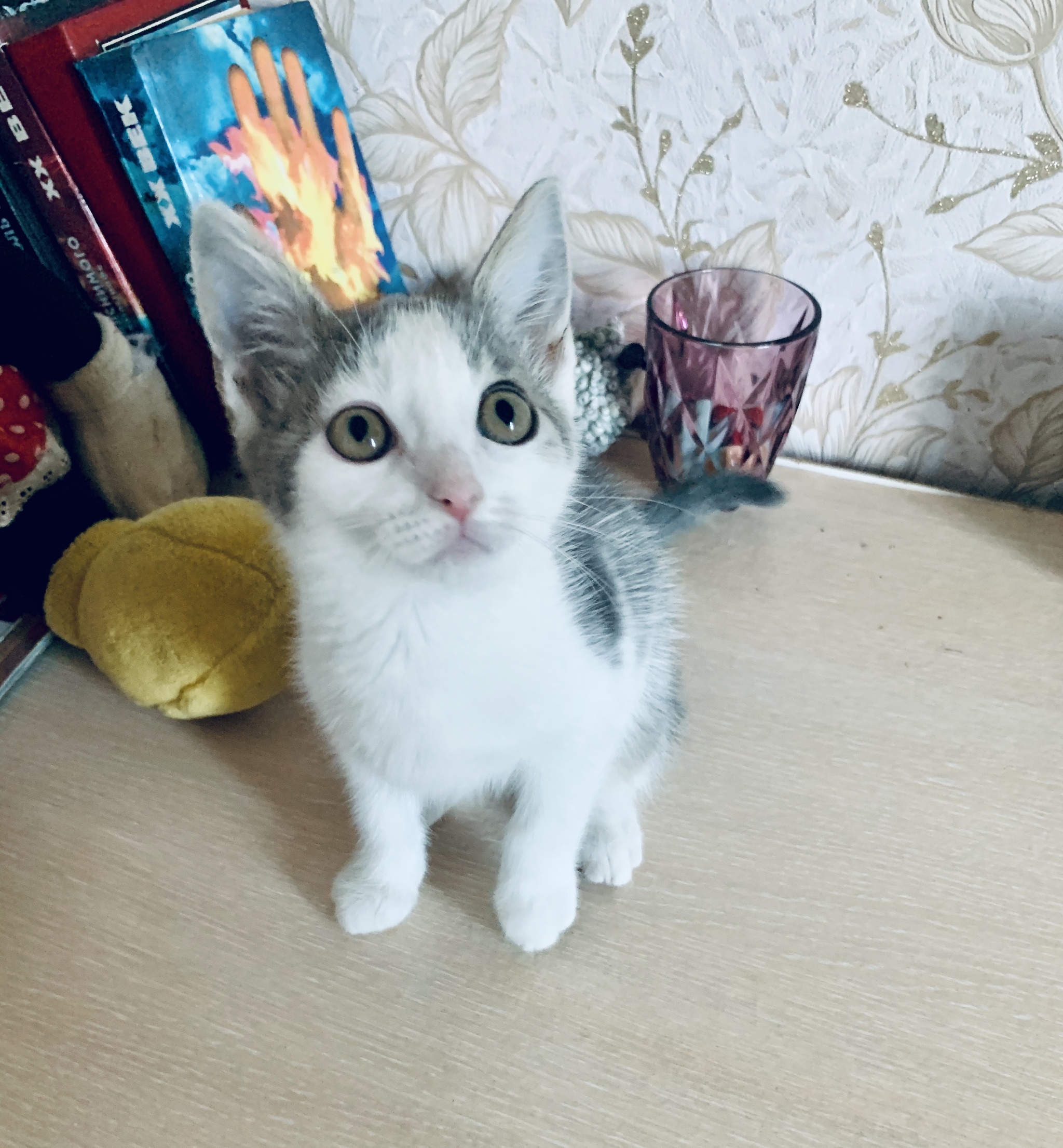 Continuation of the post “How we went swimming and found a sealed parcel. Unboxing - My, cat, Kittens, Animal Rescue, Pets, Saint Petersburg, Leningrad region, In good hands, Video, Reply to post, Longpost, No rating