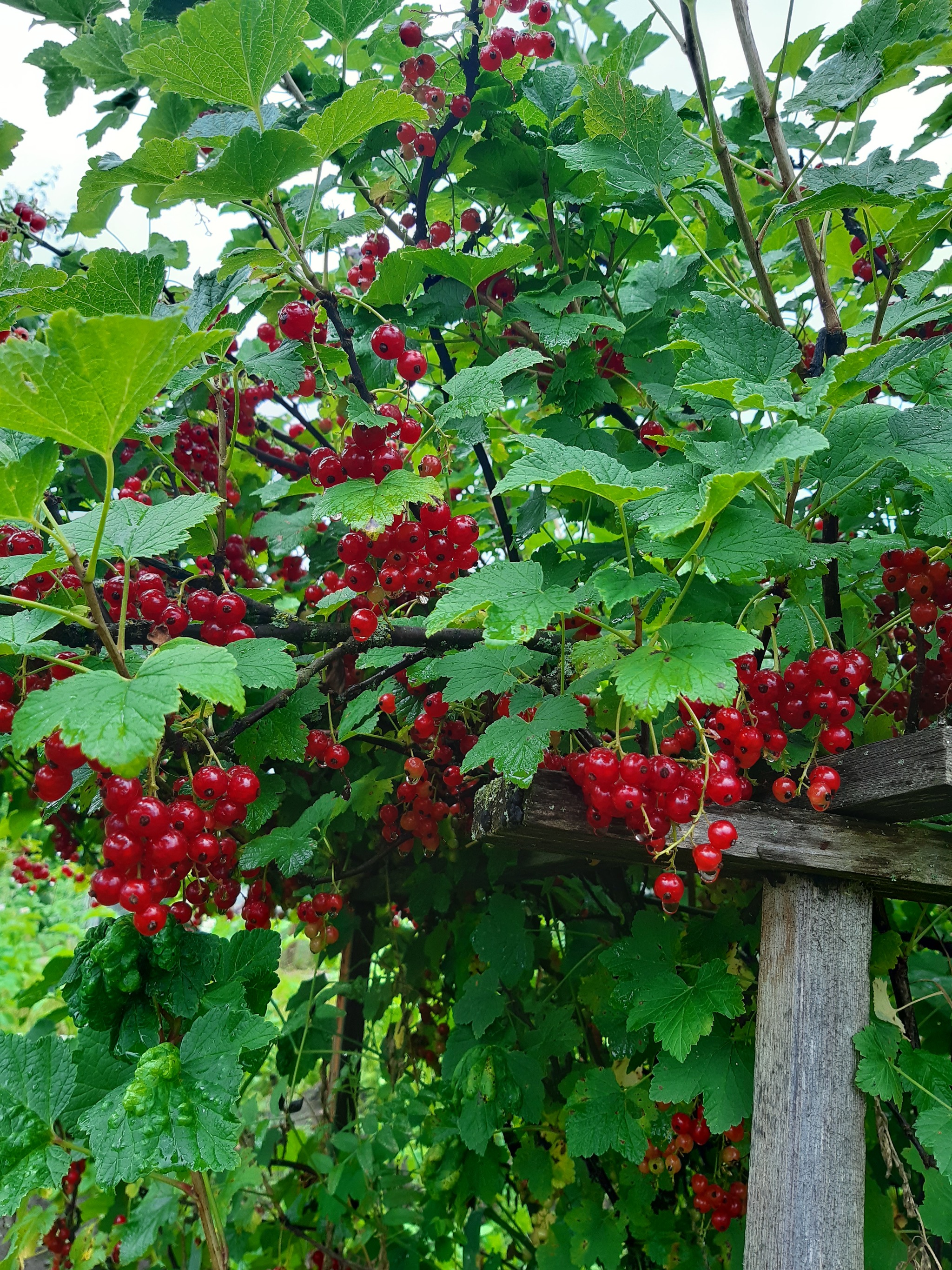 Weekend in the countryside - My, Dacha, Dog, Weekend, Longpost