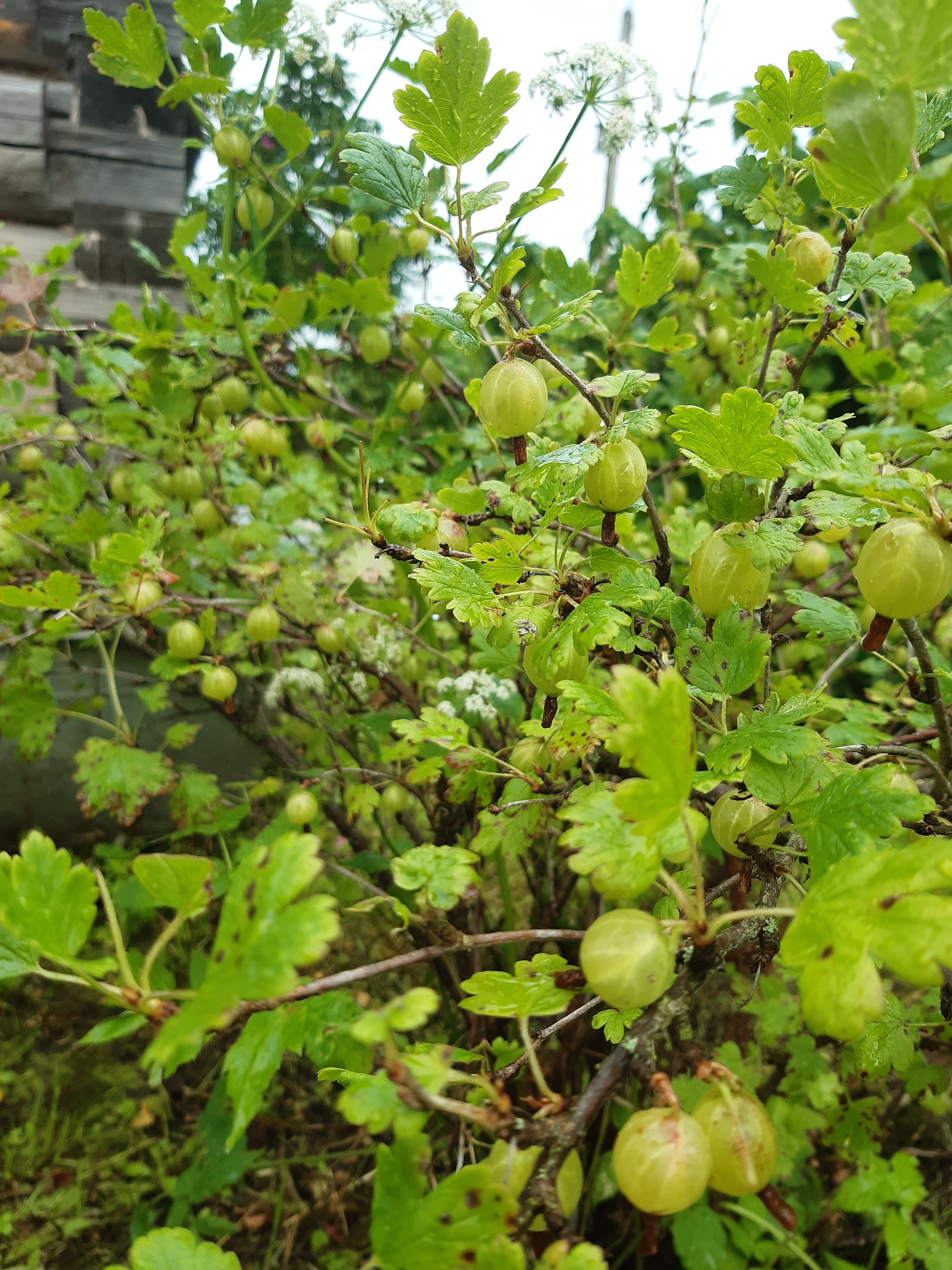 Weekend in the countryside - My, Dacha, Dog, Weekend, Longpost