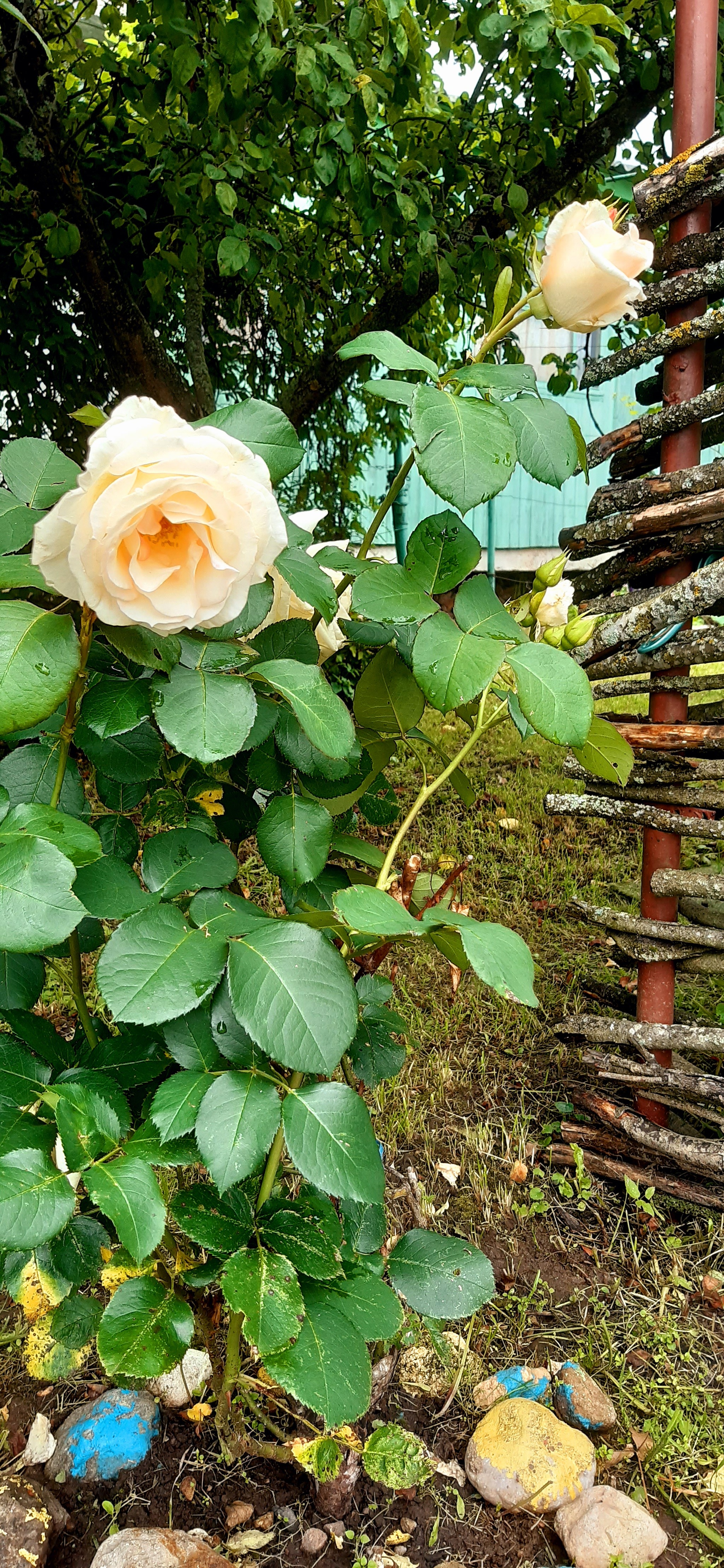 Weekend in the countryside - My, Dacha, Dog, Weekend, Longpost