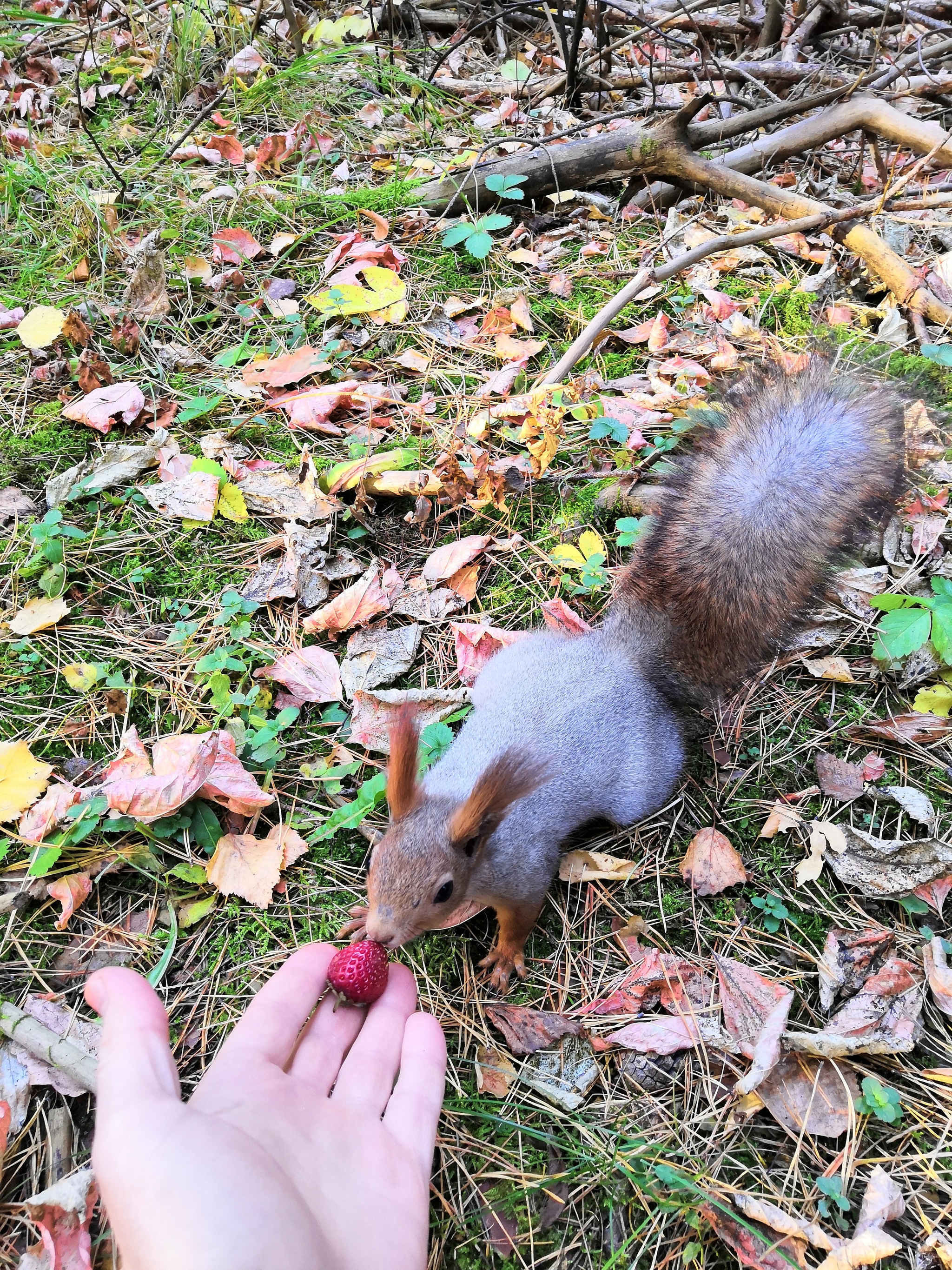 Photos every day - My, Strawberry, Squirrel