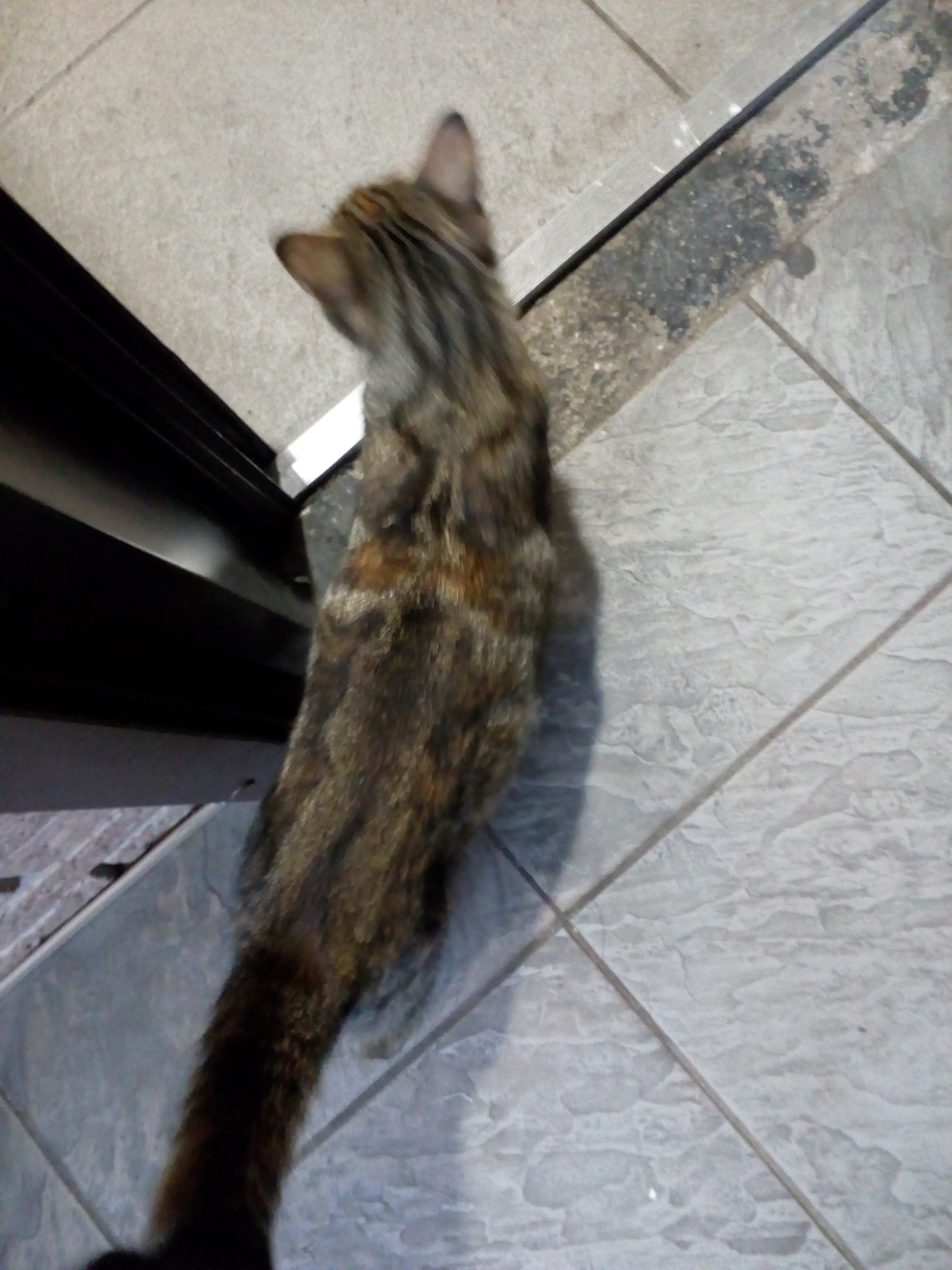 The cat was found in Chertanovo. Whose? - My, Lost, cat, No rating, Longpost, Found a cat, Moscow, Chertanovo