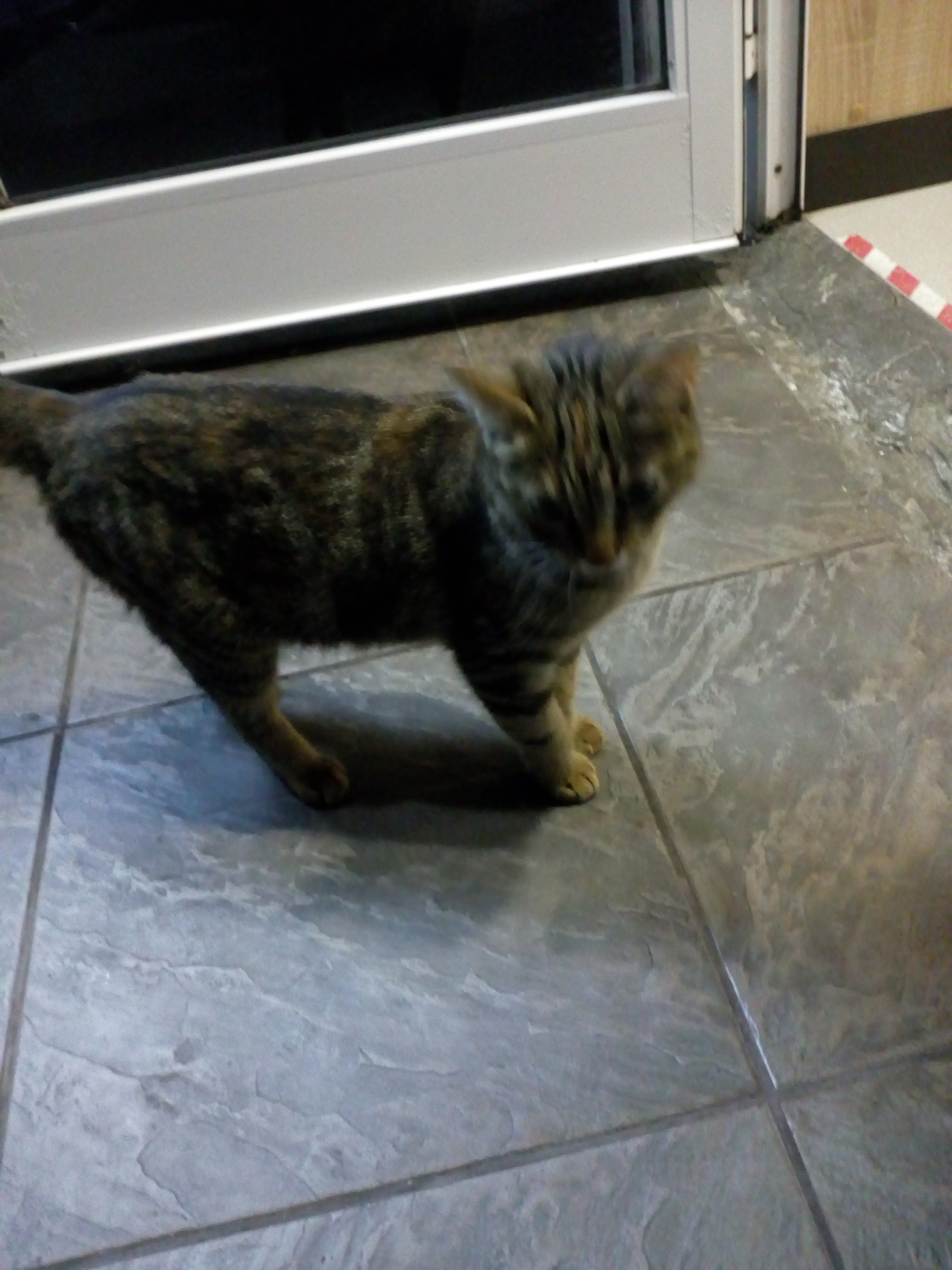 The cat was found in Chertanovo. Whose? - My, Lost, cat, No rating, Longpost, Found a cat, Moscow, Chertanovo