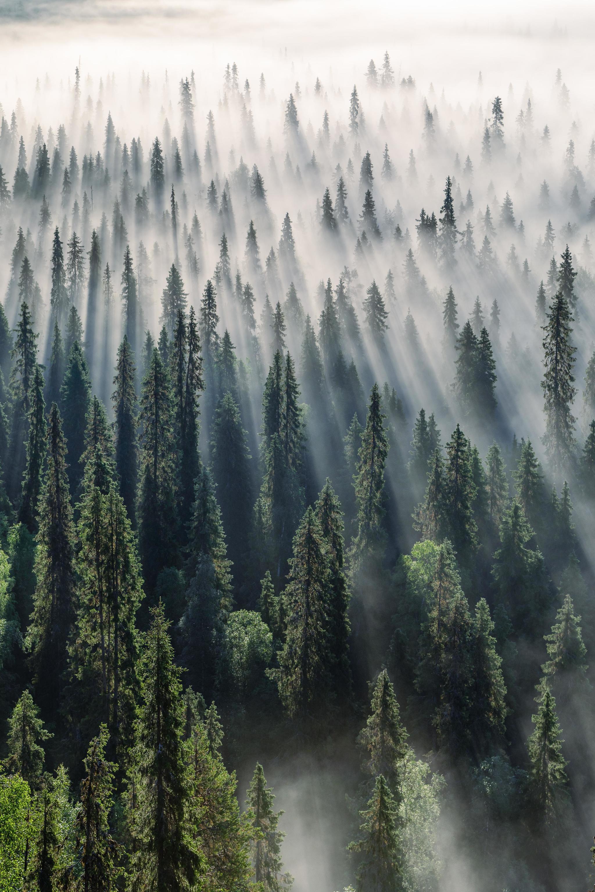 Misty forest at dawn, Finland - The photo, beauty, Finland, Fog, Forest, Morning, Nature