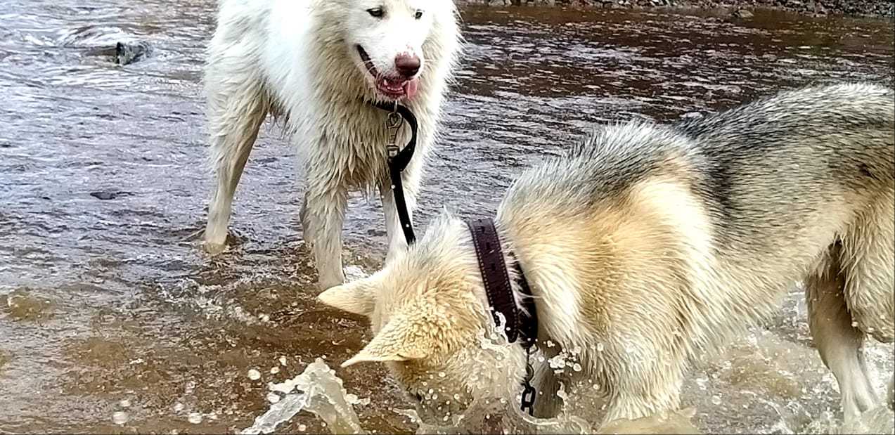 Dog - diving behind stones - My, Dog, Alaskan Malamute, Mestizo, Husky, Laika, River, Video, Longpost