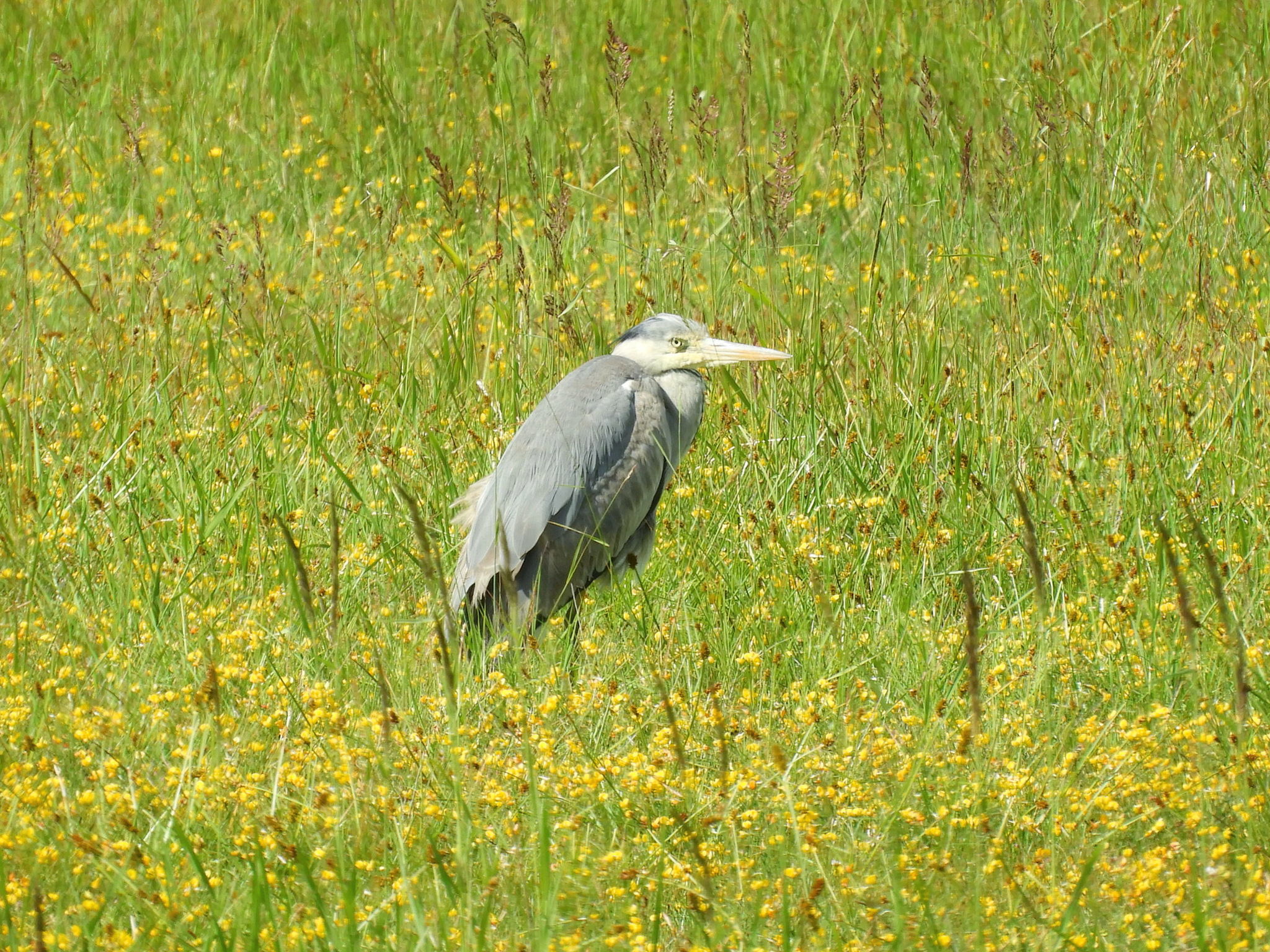 gray heron - My, Gray heron, Heron