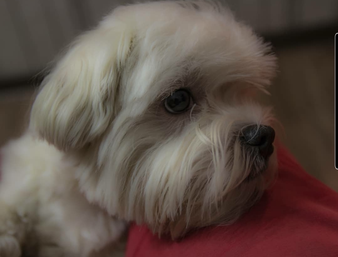 And again Locky - My, Good boy, Maltese, Maltese lapdog, Dog, Dog days, Longpost