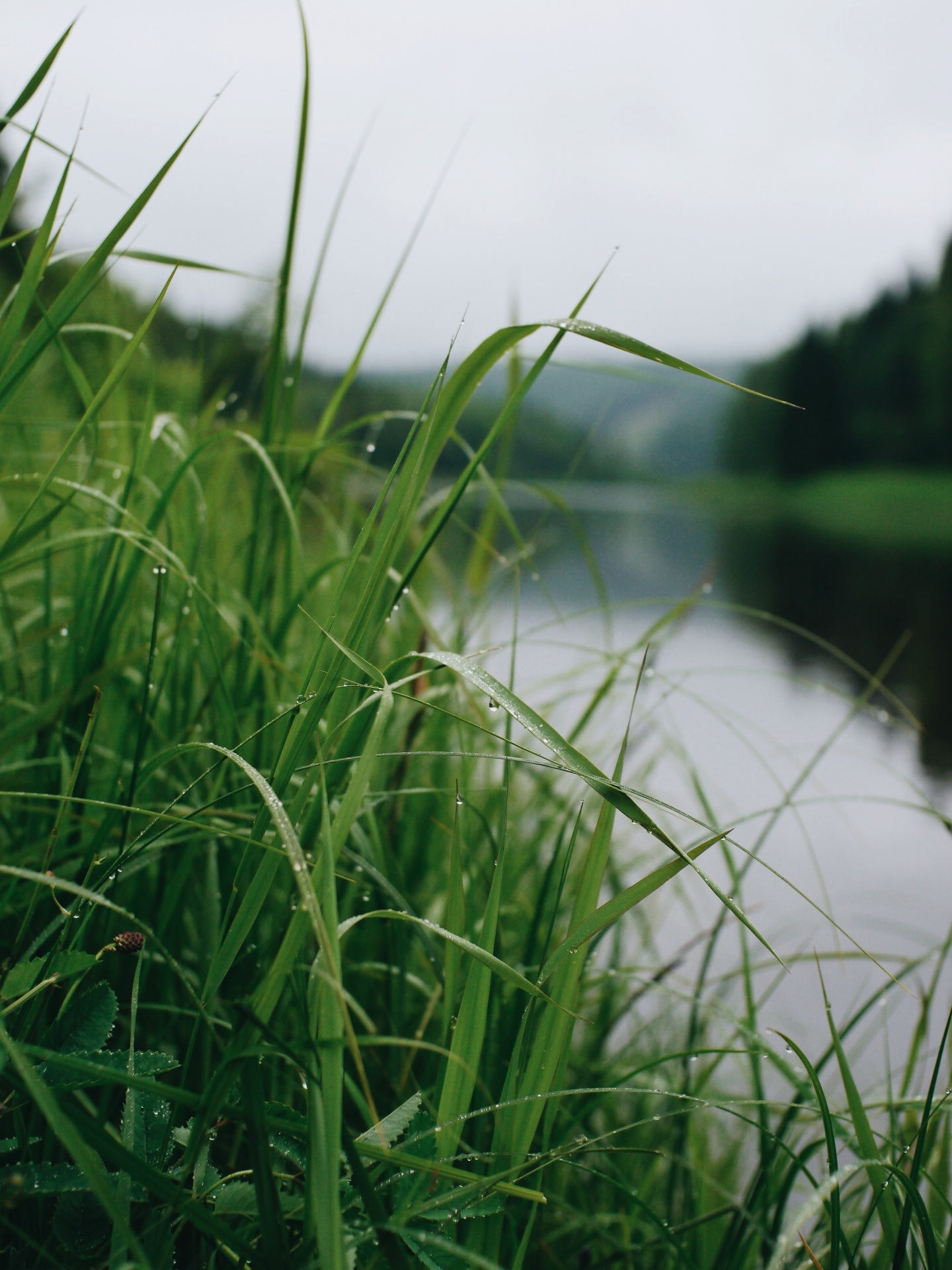 A small portion of summer 2020 - My, Nature, Summer, Ural, Udmurtia, Friends, Greenery, Brightness, Longpost