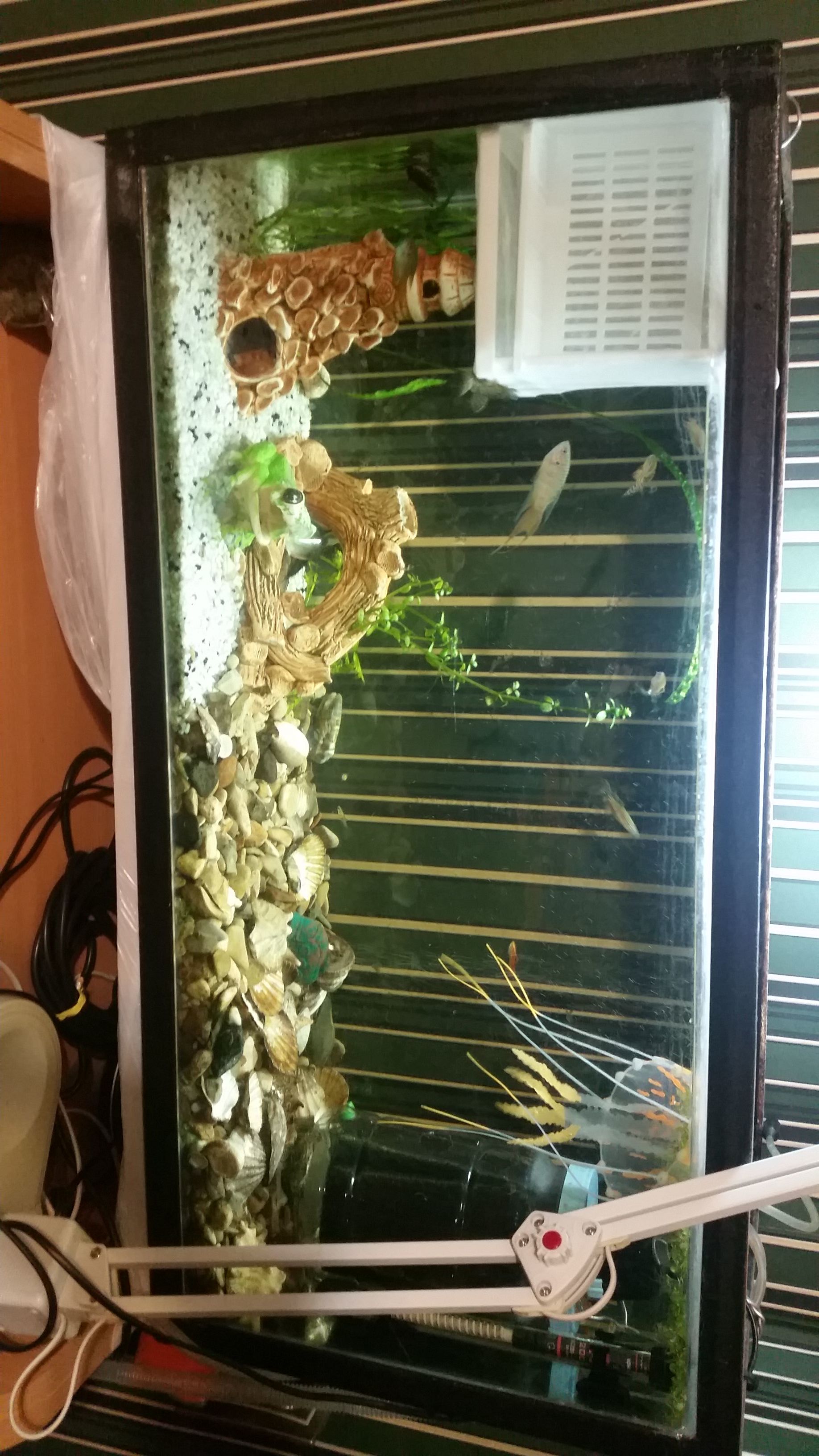 Here's what I got - My, Aquarium, Like, Longpost