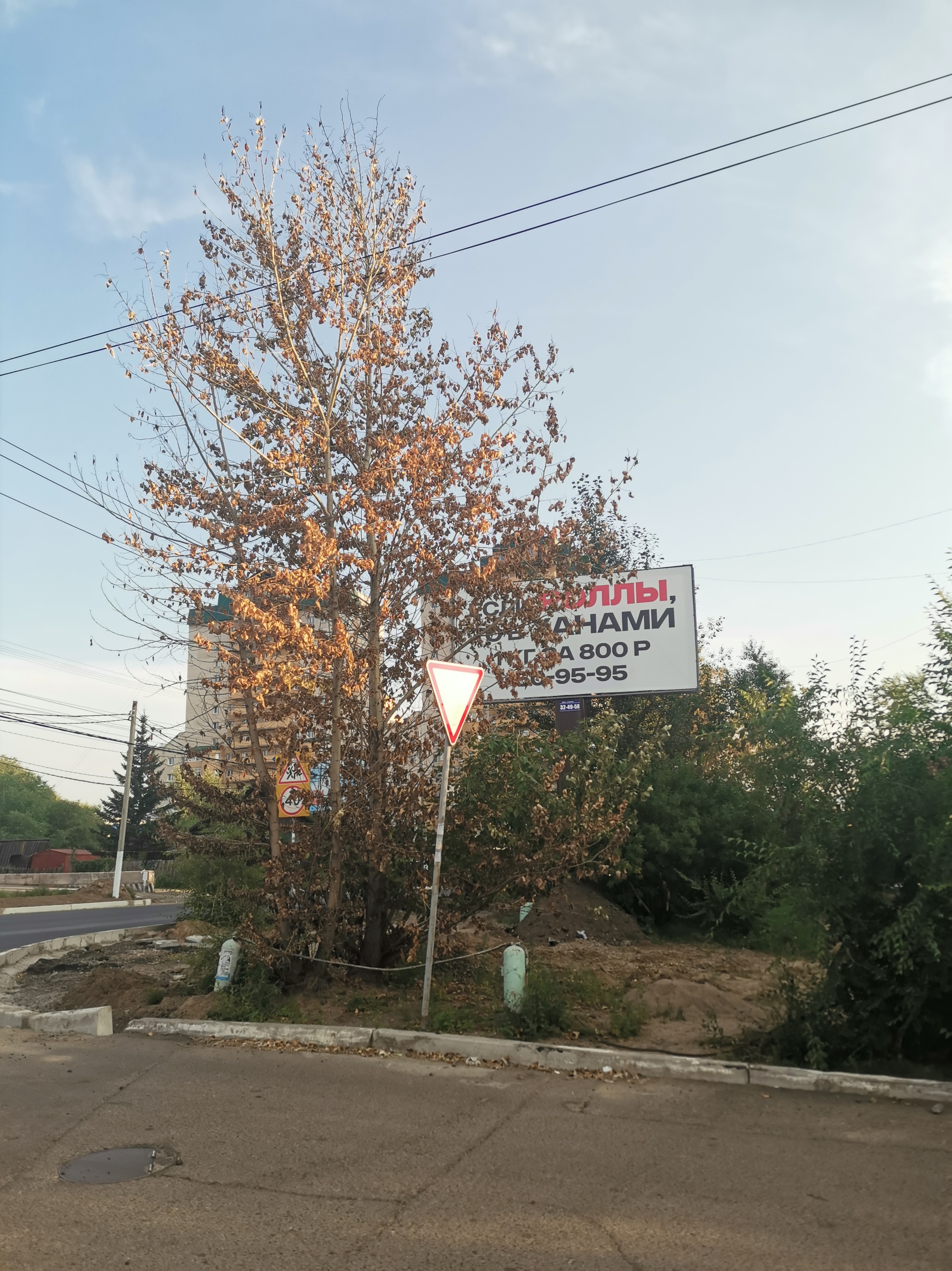 Barbaric destruction of trees in Chita - My, Tree, Arbitrariness, Ecology, Banner, Advertising, Chita, Longpost, Negative, Help