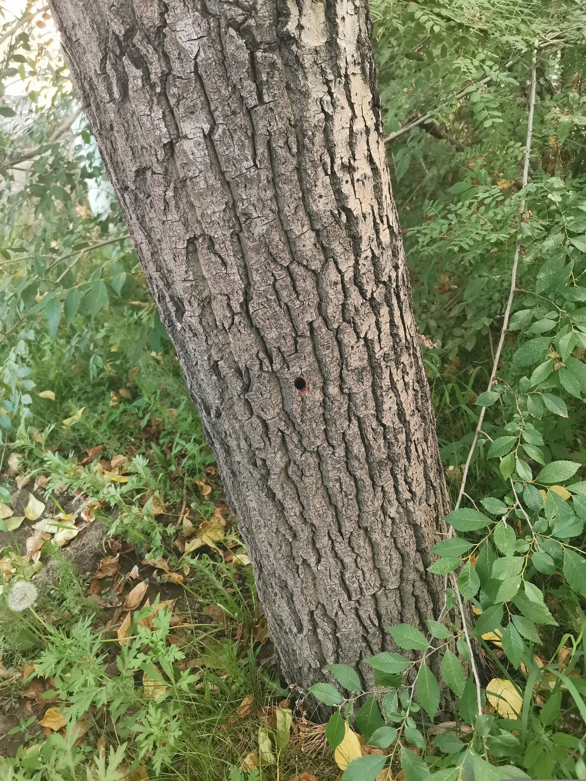 Barbaric destruction of trees in Chita - My, Tree, Arbitrariness, Ecology, Banner, Advertising, Chita, Longpost, Negative, Help