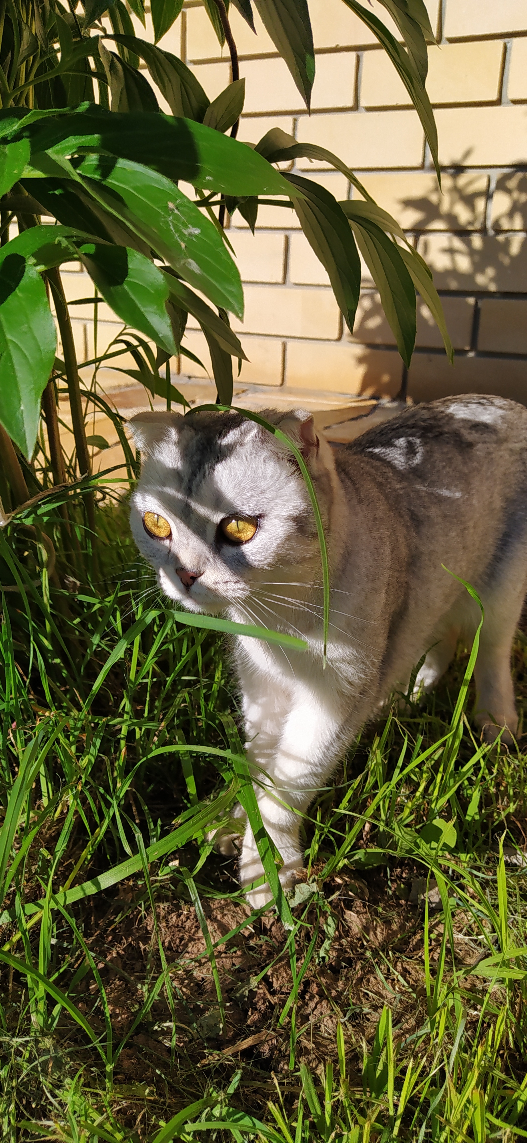 Golden-eyed huntress - My, Summer, The sun, cat, Huntress, Plaid, Lop-eared, Mood, Nature, Longpost