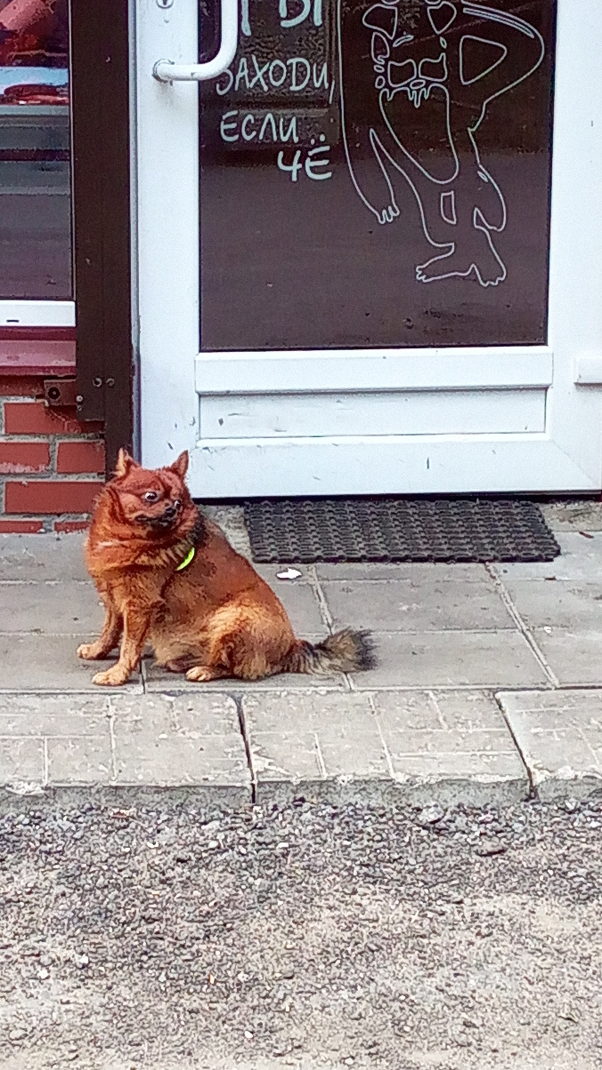 I wasn't going to the store, but I stood in line... - My, Saint Petersburg, Dog, Milota, Funny animals, Longpost