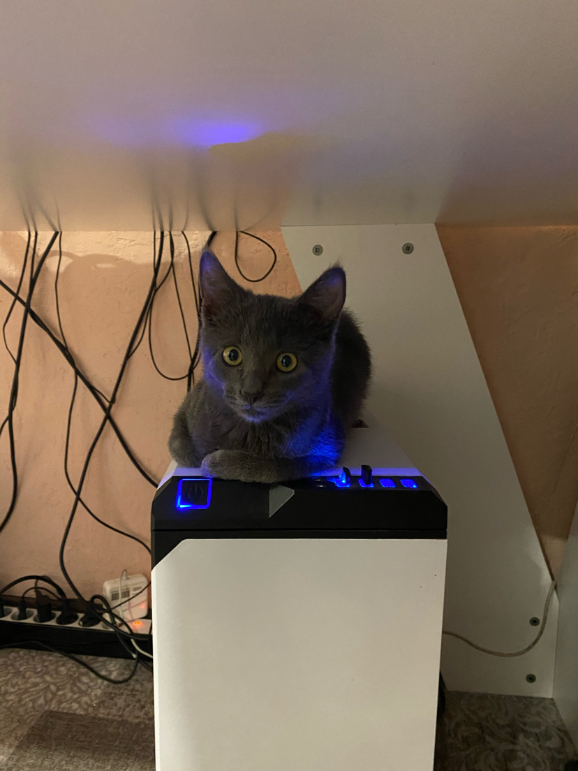 It's time to reboot - My, cat, Computer